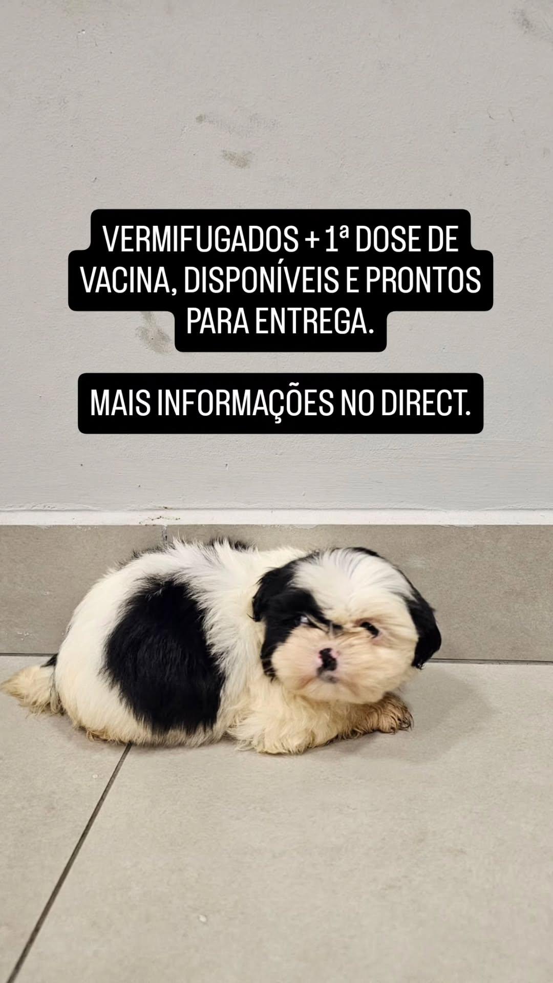 Portal Vendocão FILHOTES FEMEAS SHIH TZU Itajaí 