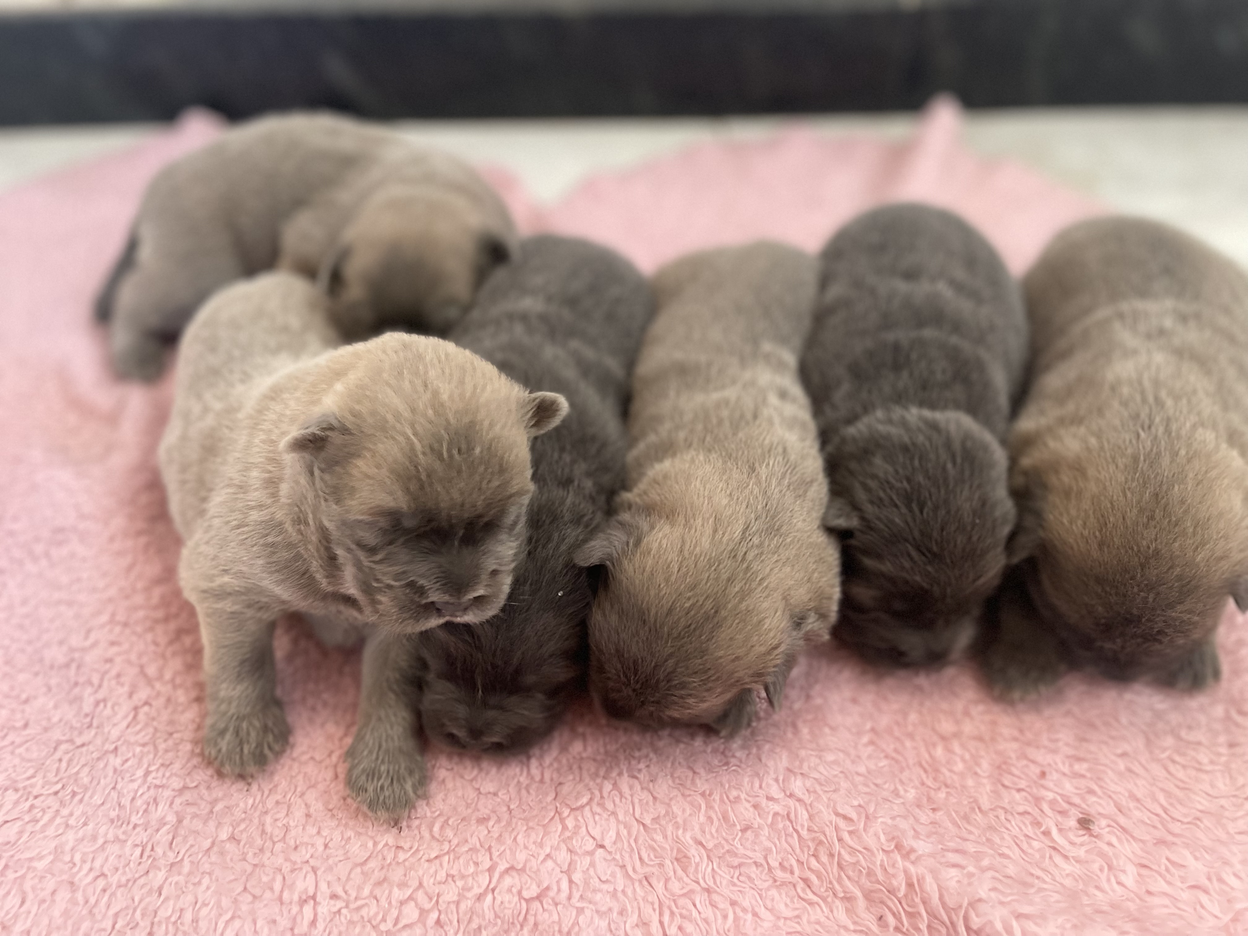 Portal Vendocão Chow chow puro São luis