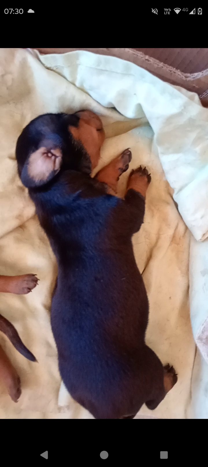 Portal Vendocão Vendo filhotes de daschund Maceió 