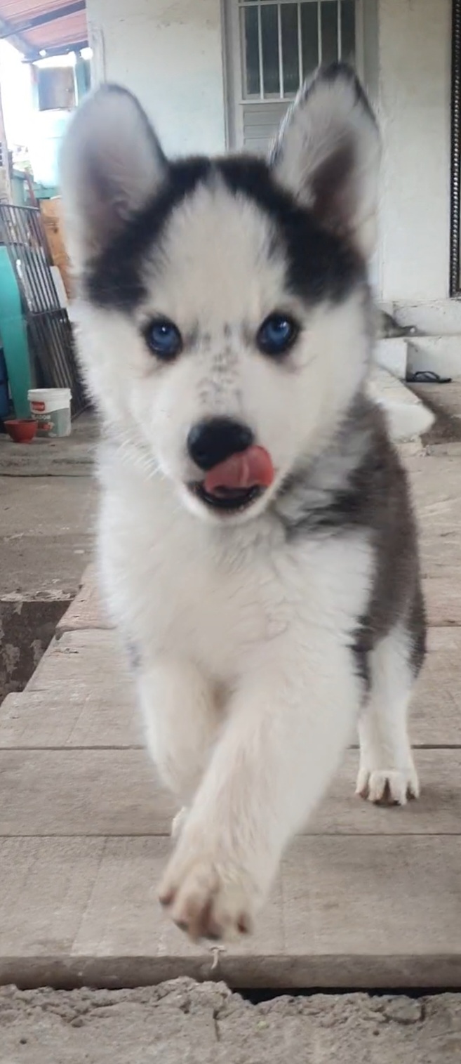 Portal Vendocão Filhote de husky siberiano Recife