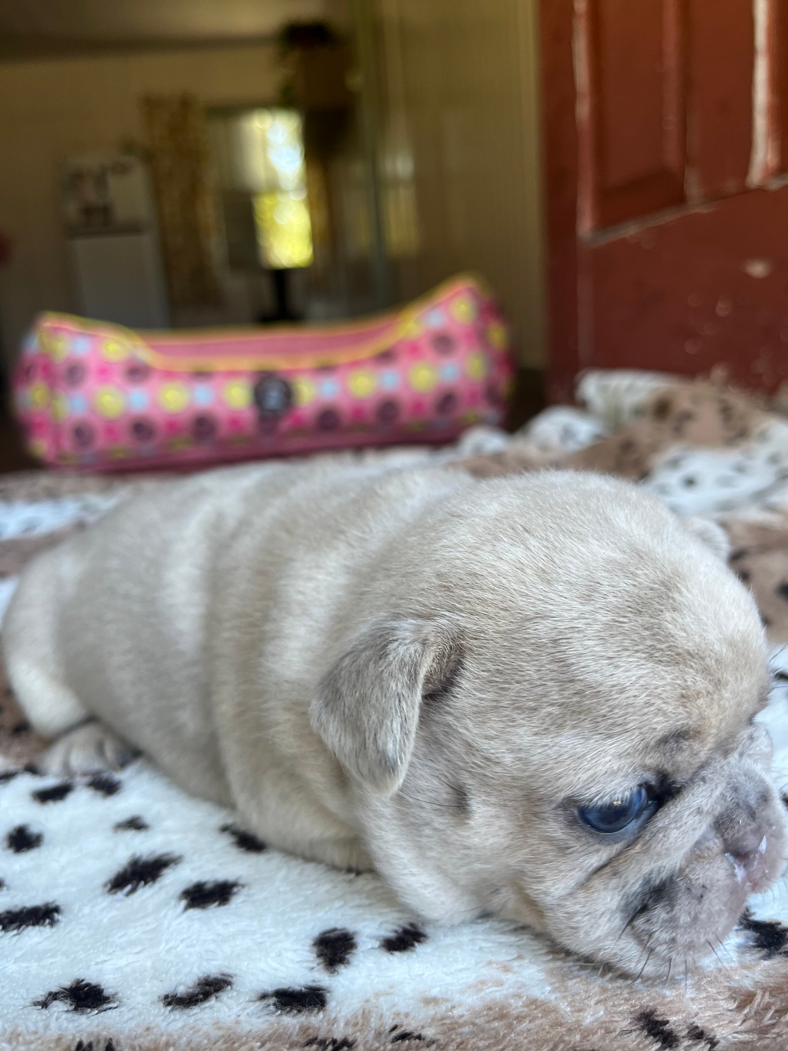 Buldogue francês Merle