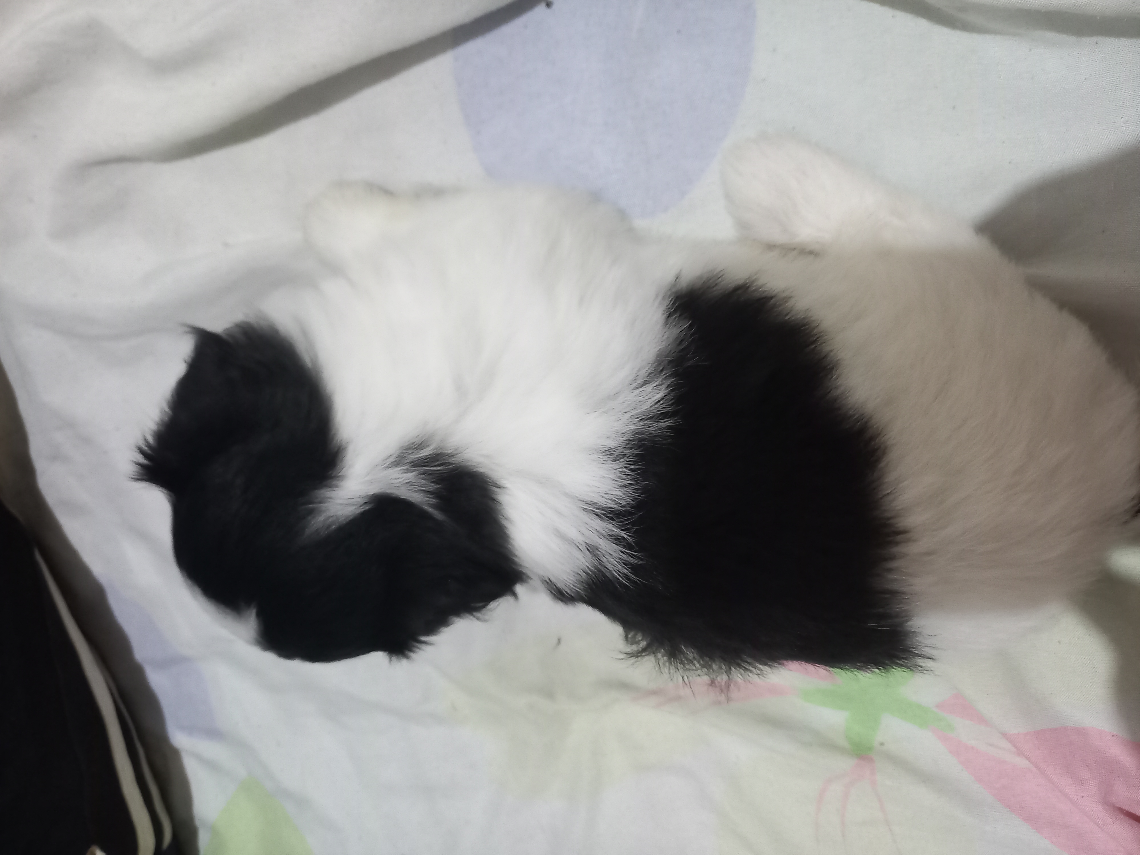 Portal Vendocão FILHOTES DE LHASA APSO PURO Paulista