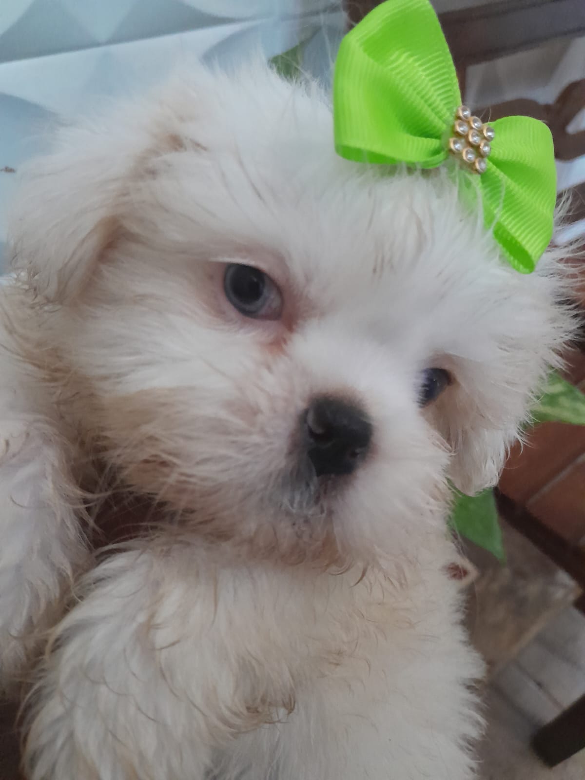 Portal Vendocão Shih Tzu fêmea São João Del Rei