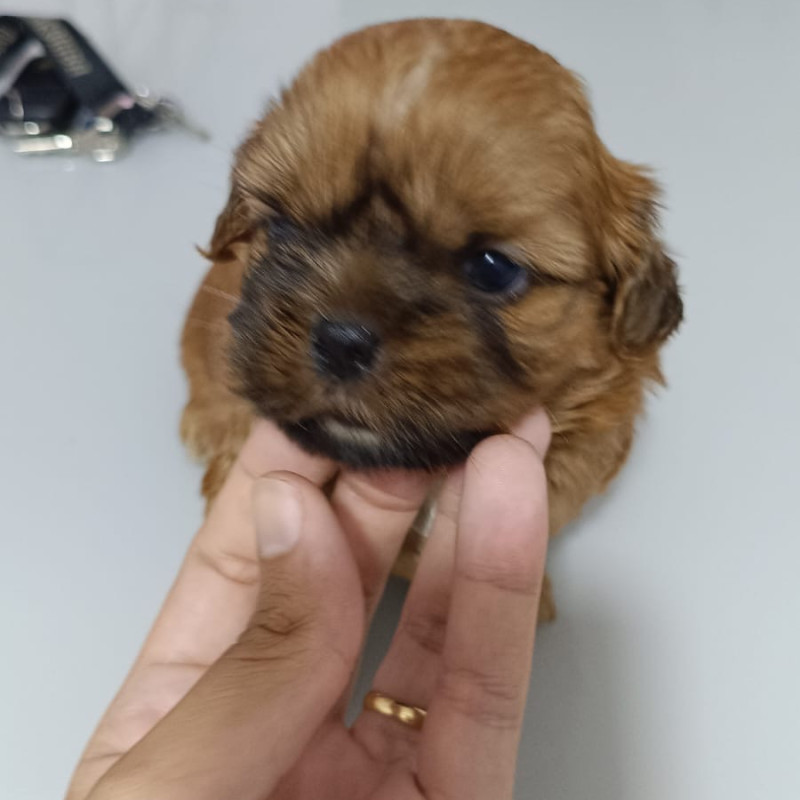 Lindo filhote de Shih Tzu - Foto 2