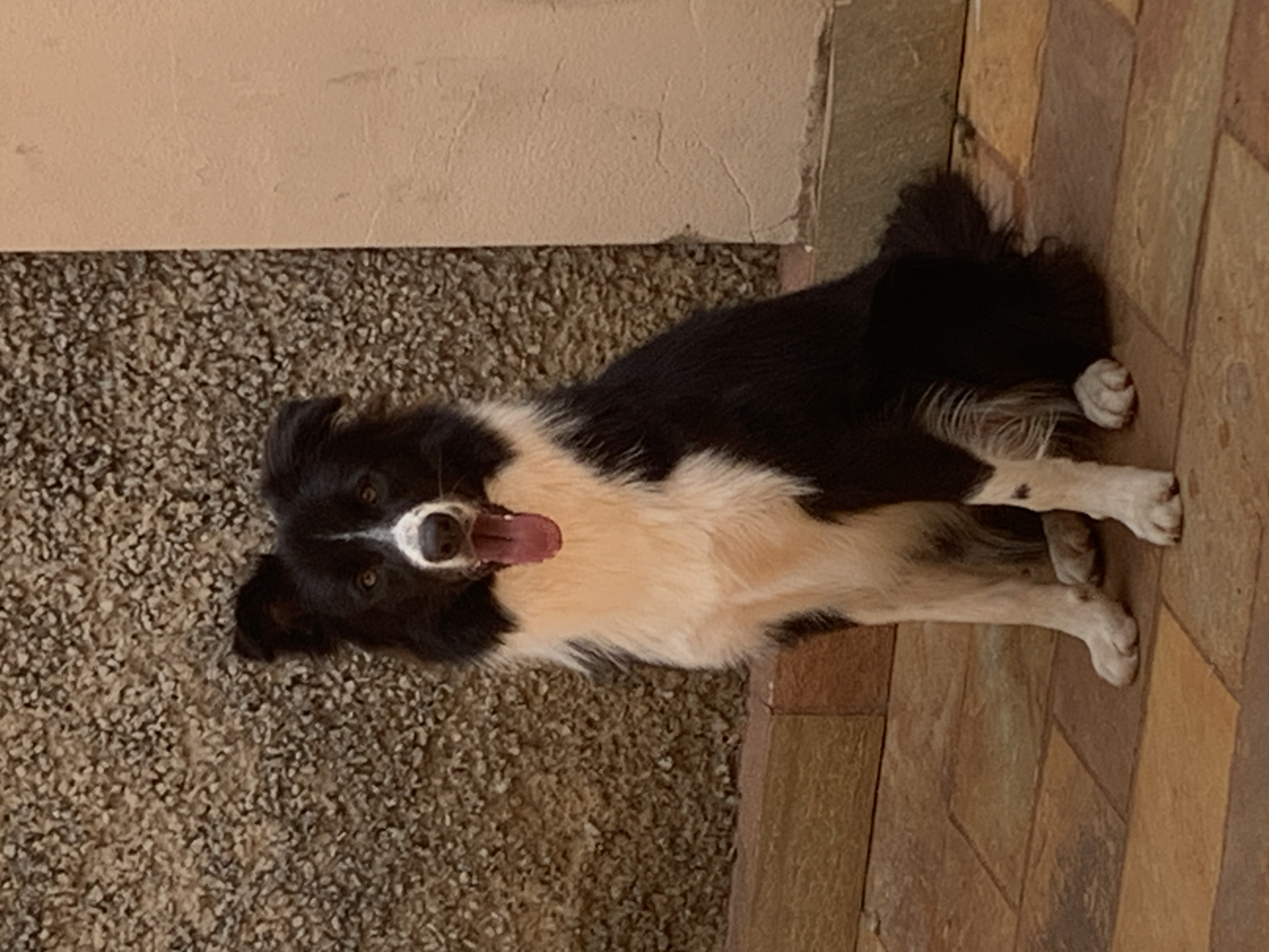 Cadela Border Collie de um ano e meio - Foto 2
