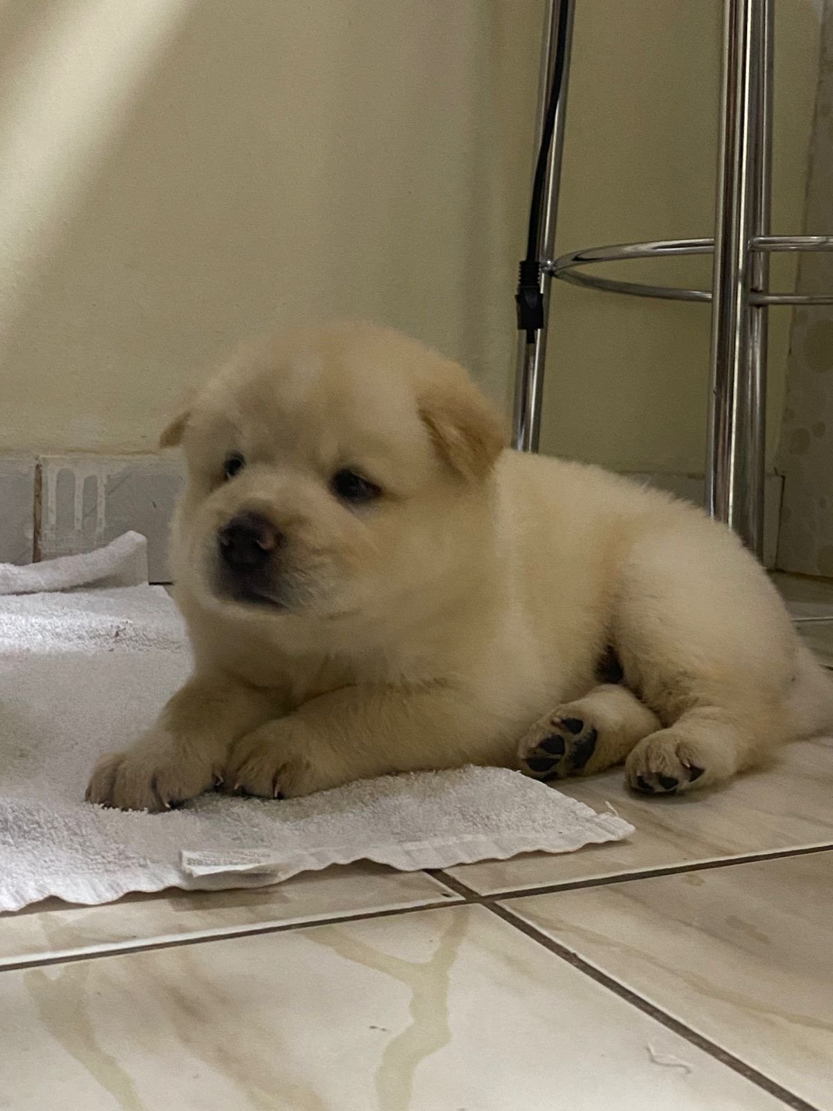 Cadela filhote chow chow com Husky siberiano - Foto 2