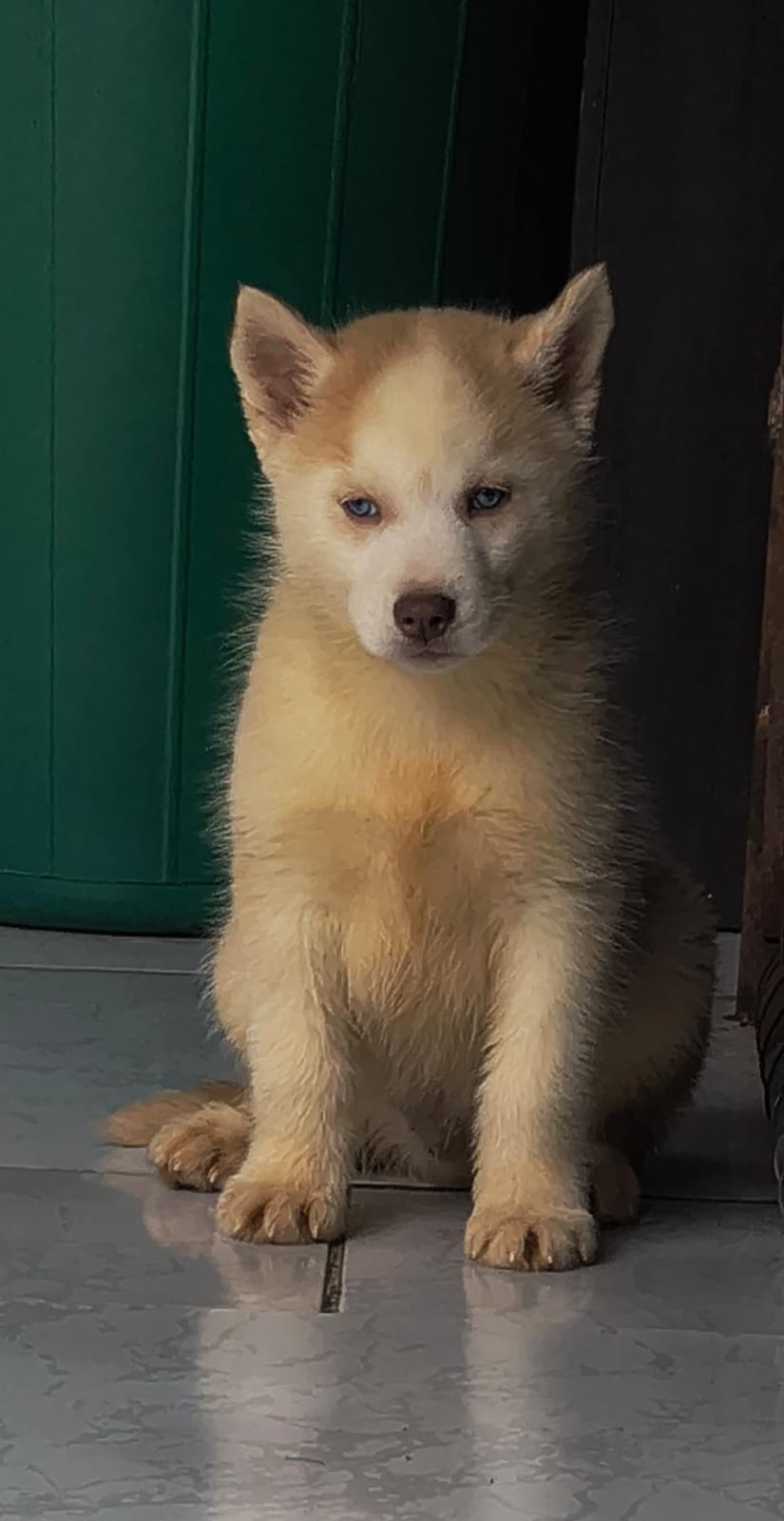 Portal Vendocão Filhote de Husky Siberiano  Curitiba
