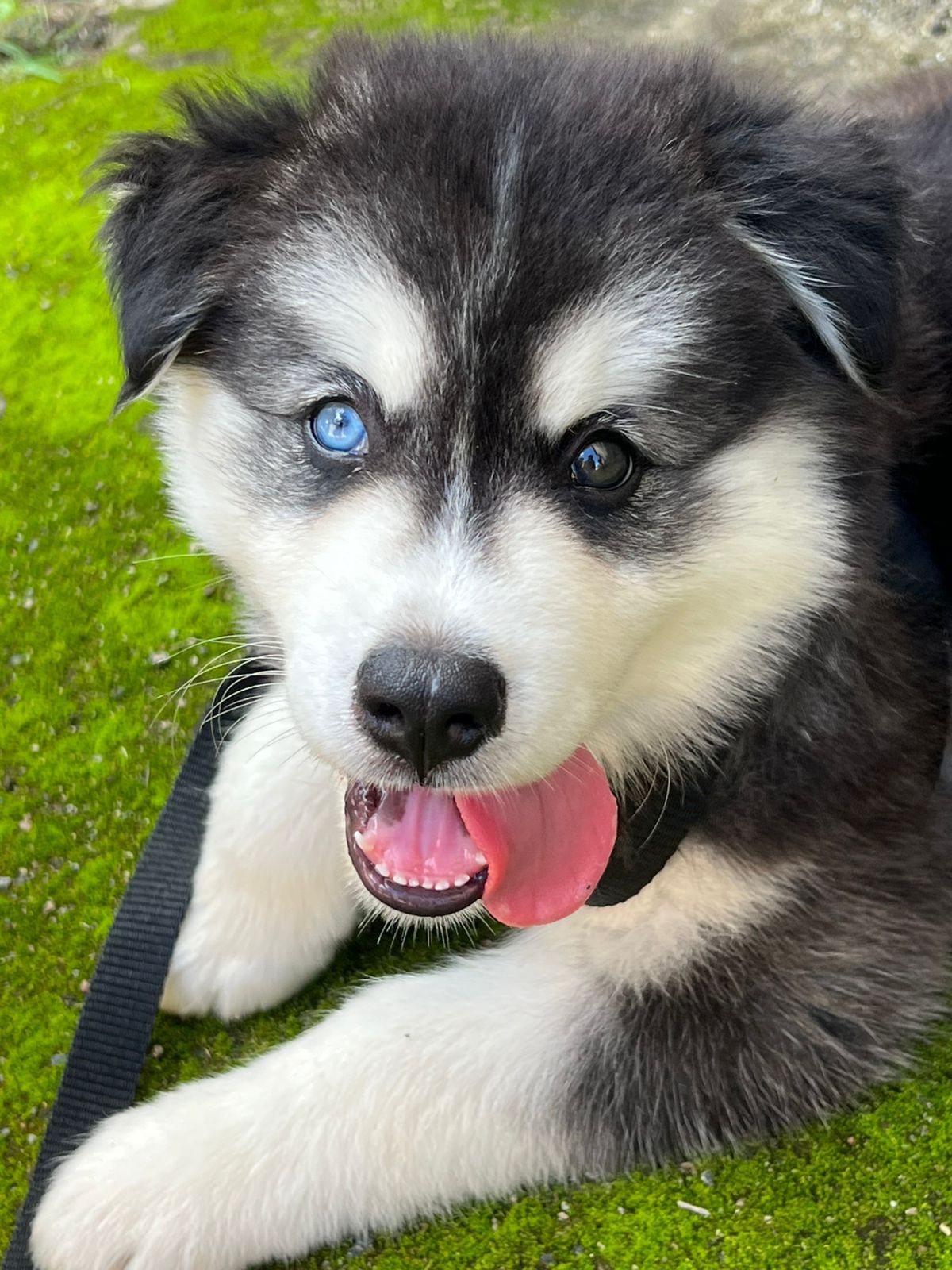 Husky siberiano
