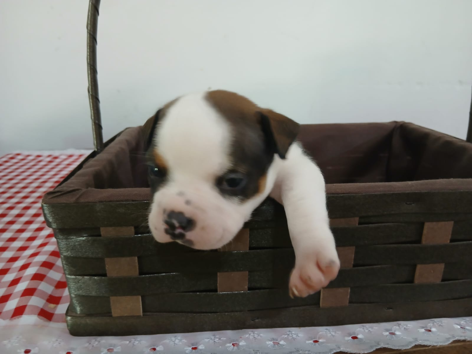 Portal Vendocão Filhotes legítimos American Bully  Magé