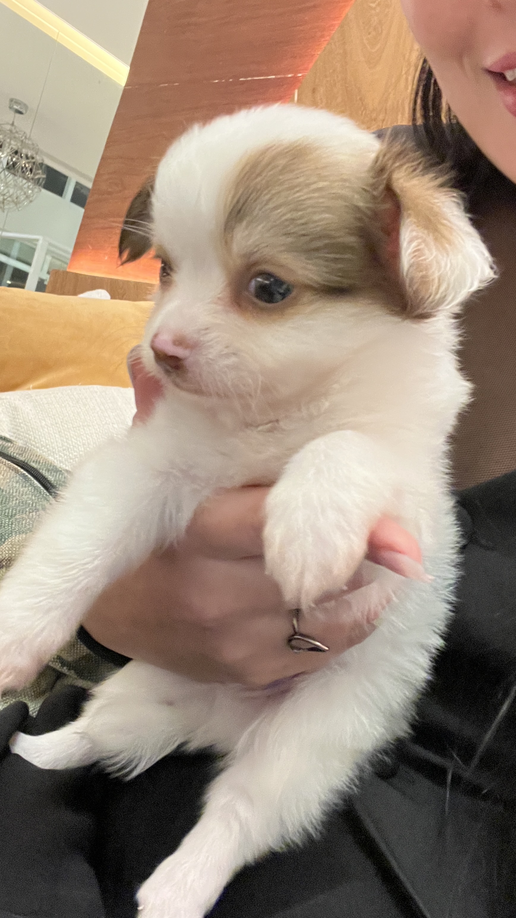 Portal Vendocão Chihuahua macho pelo longo Belem