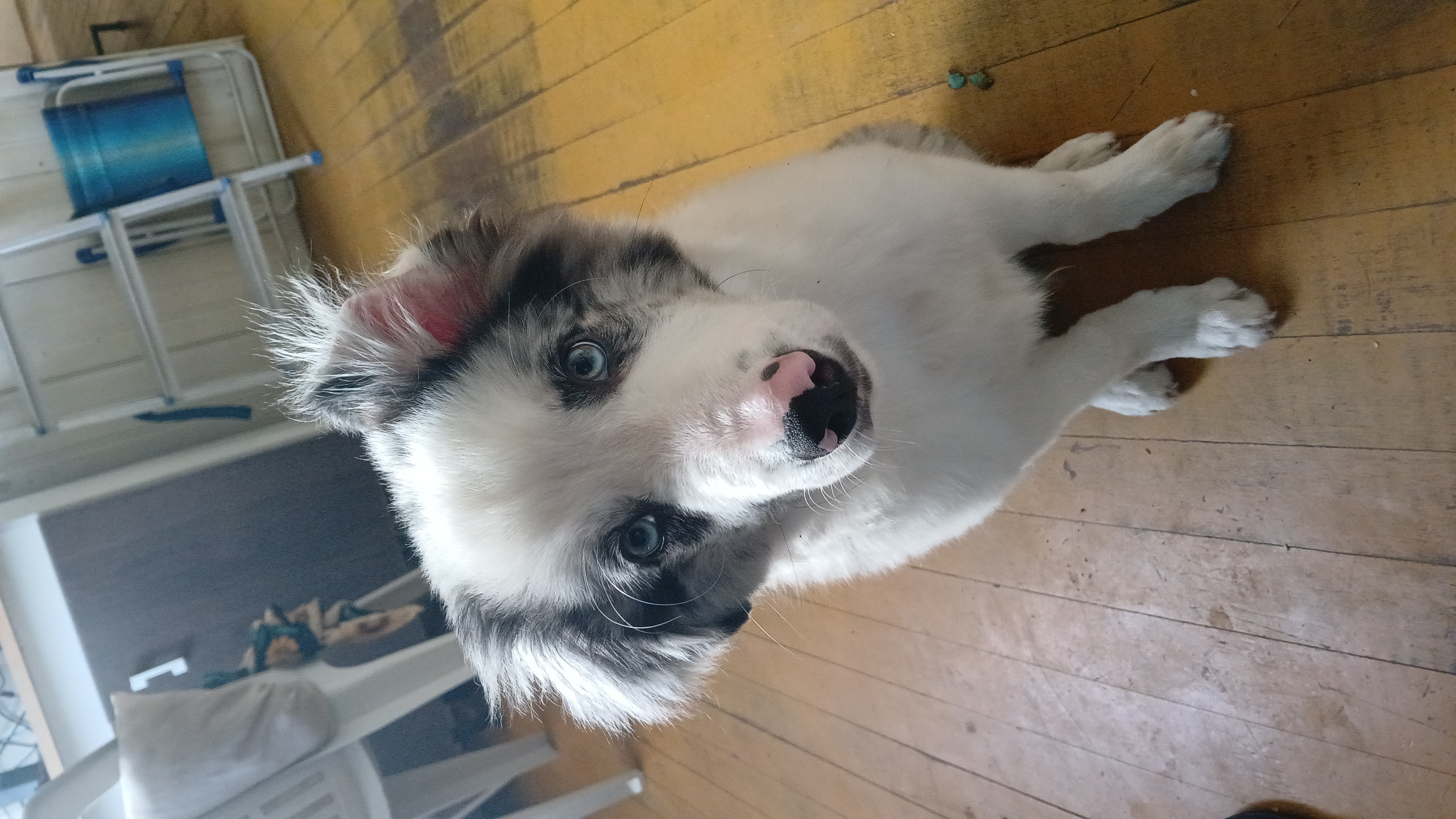 Portal Vendocão Filhote de border collie puro Criciúma