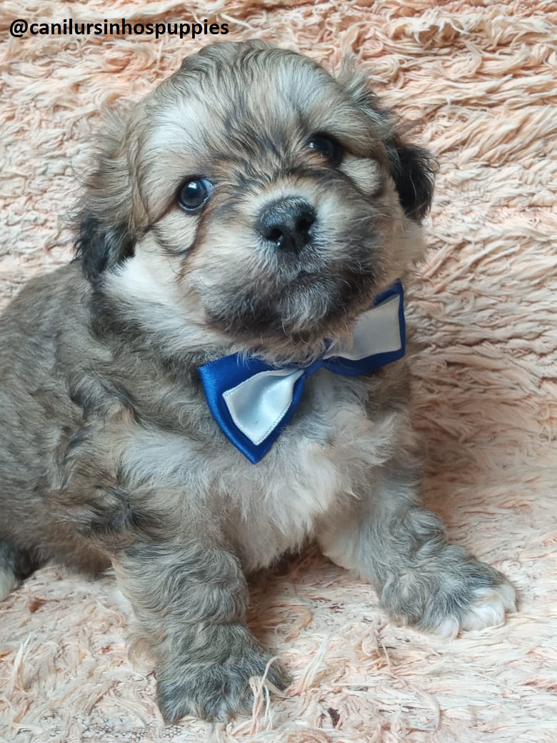 Portal Vendocão lhasa apso garanta hoje seu bebe #canilursinhospuppies  paulinia 