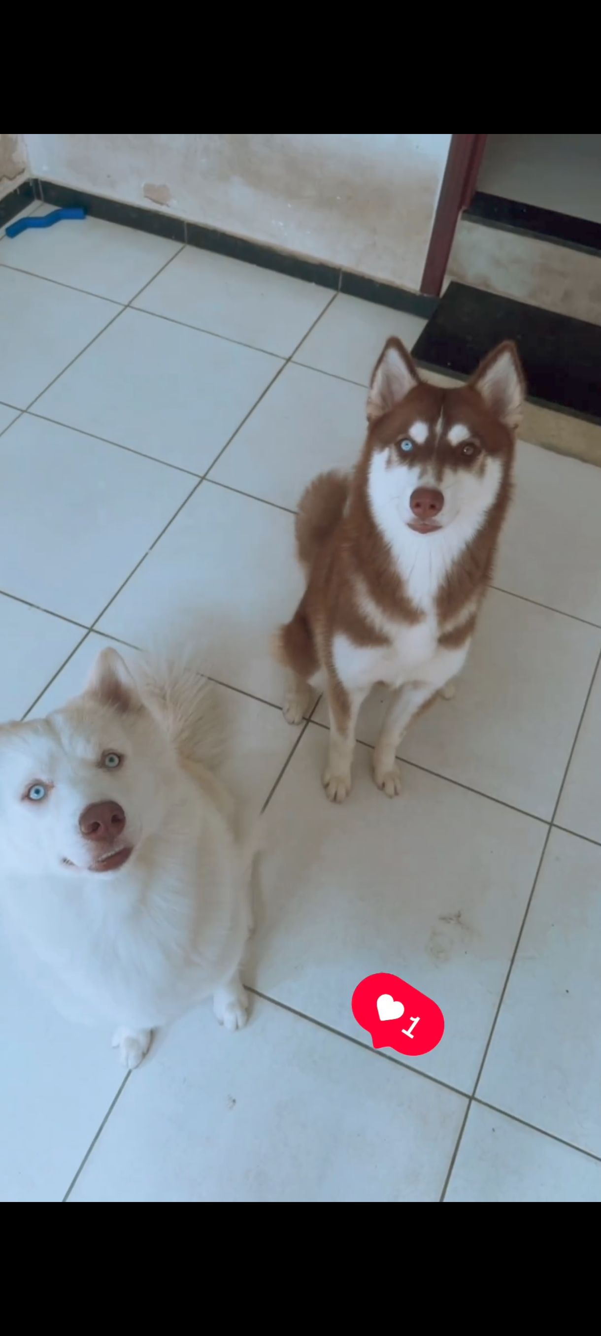 Portal Vendocão Husky siberiano fêmea  Natal RN 