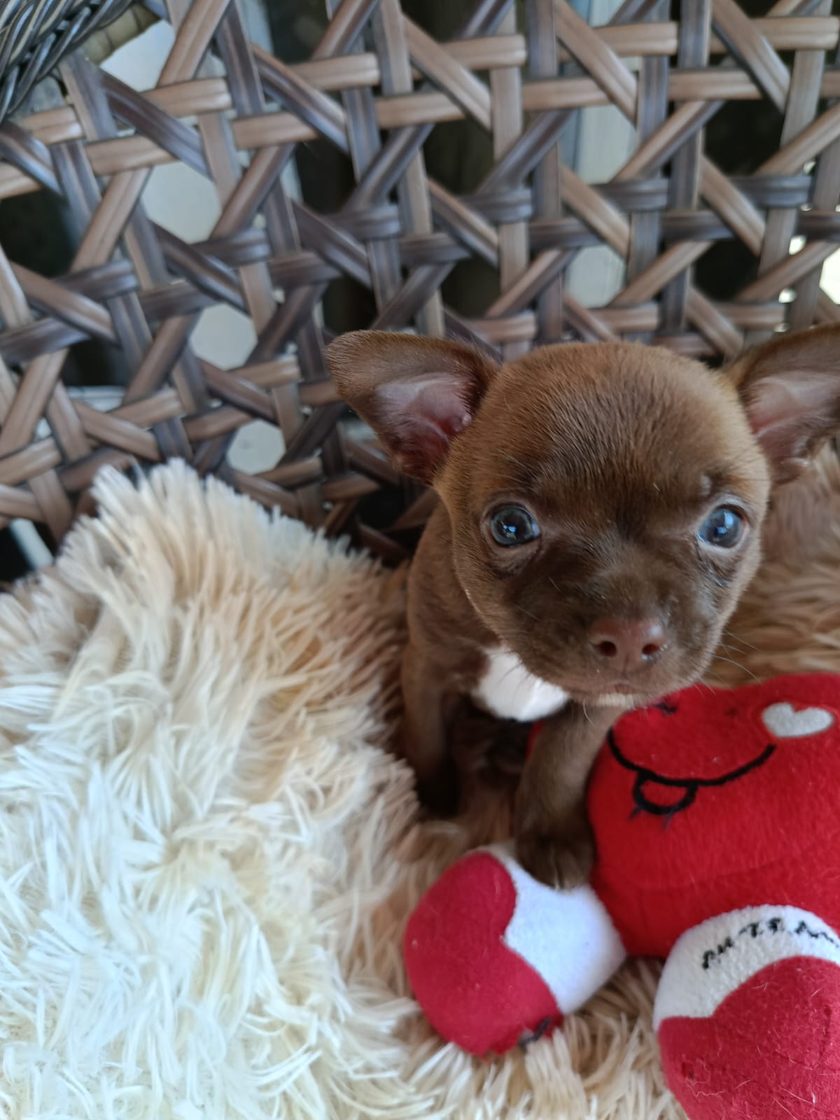 Portal Vendocão Mini Chihuahua machinho  Curitiba