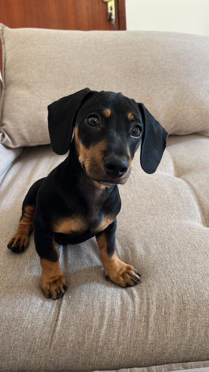 Portal Vendocão Dashchund  Ipatinga 