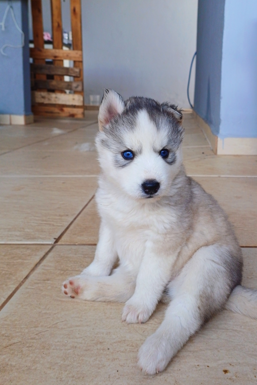 Portal Vendocão Vendo filhotes de husky siberiano  Mogi Guaçu 