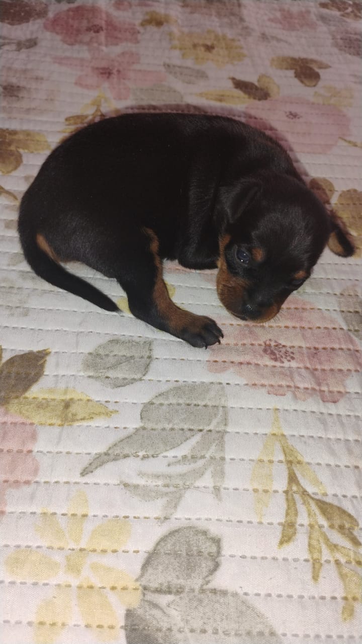 Portal Vendocão Vende-se um Cachorro Filhote Pinsher Macho 15 dias Nascido Teresina