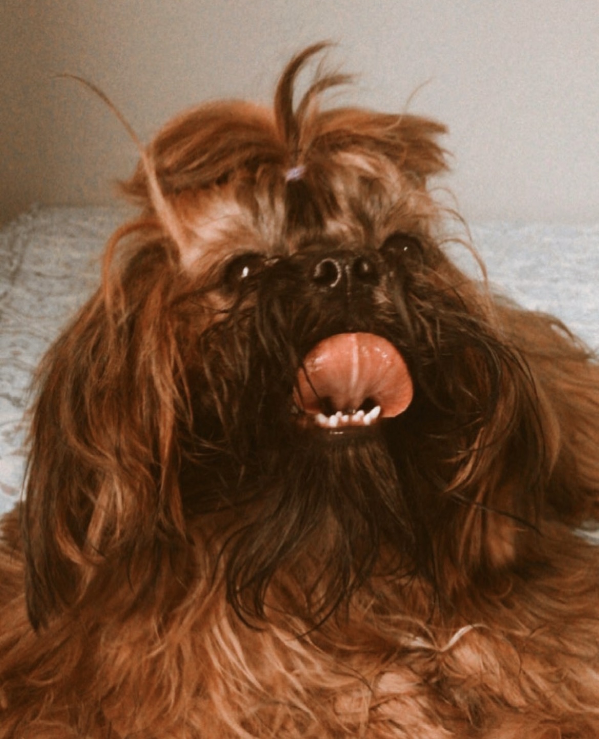 Portal Vendocão Vendo shitzu São Luís