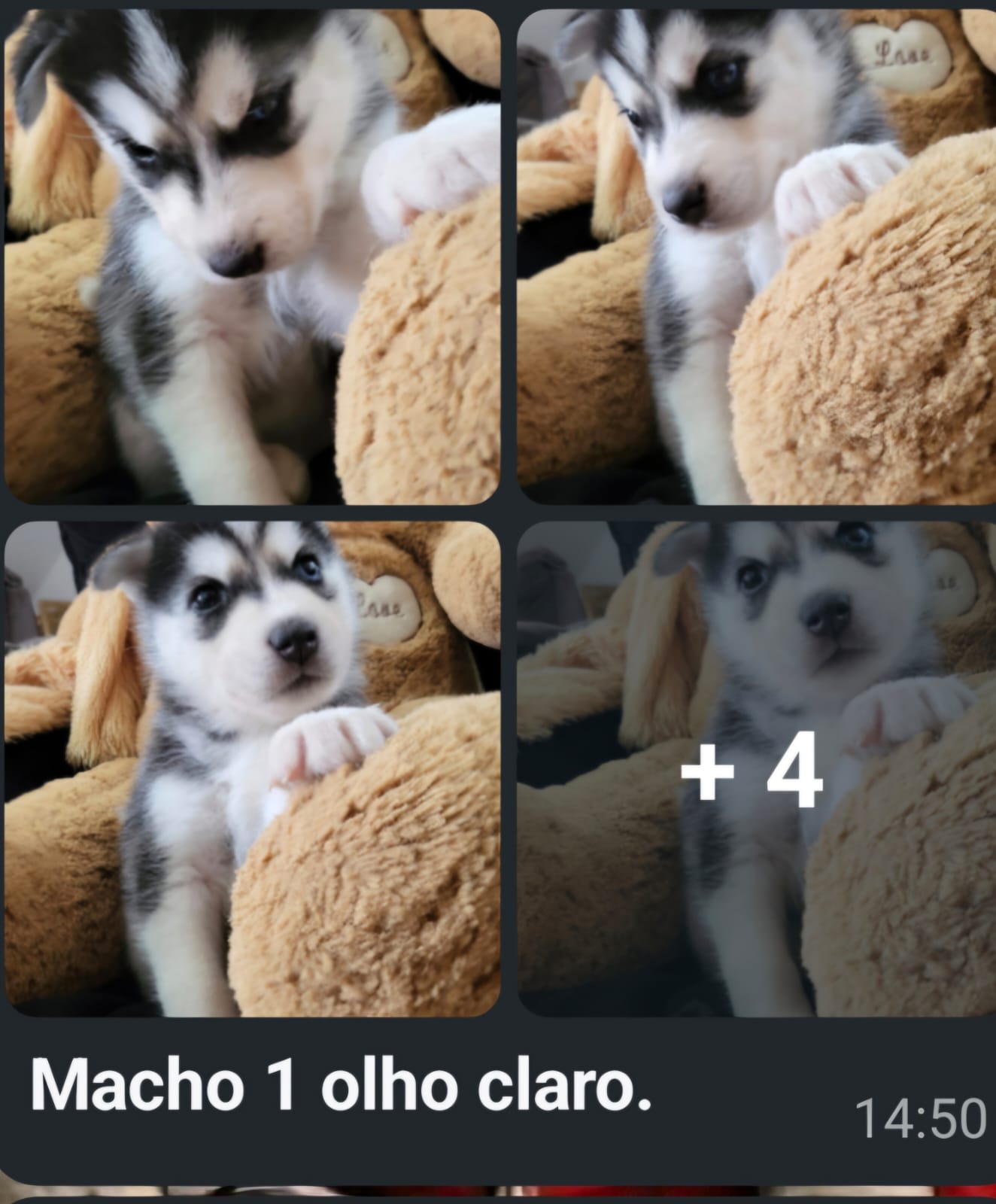 Vendo Husky siberiano  - Foto 2