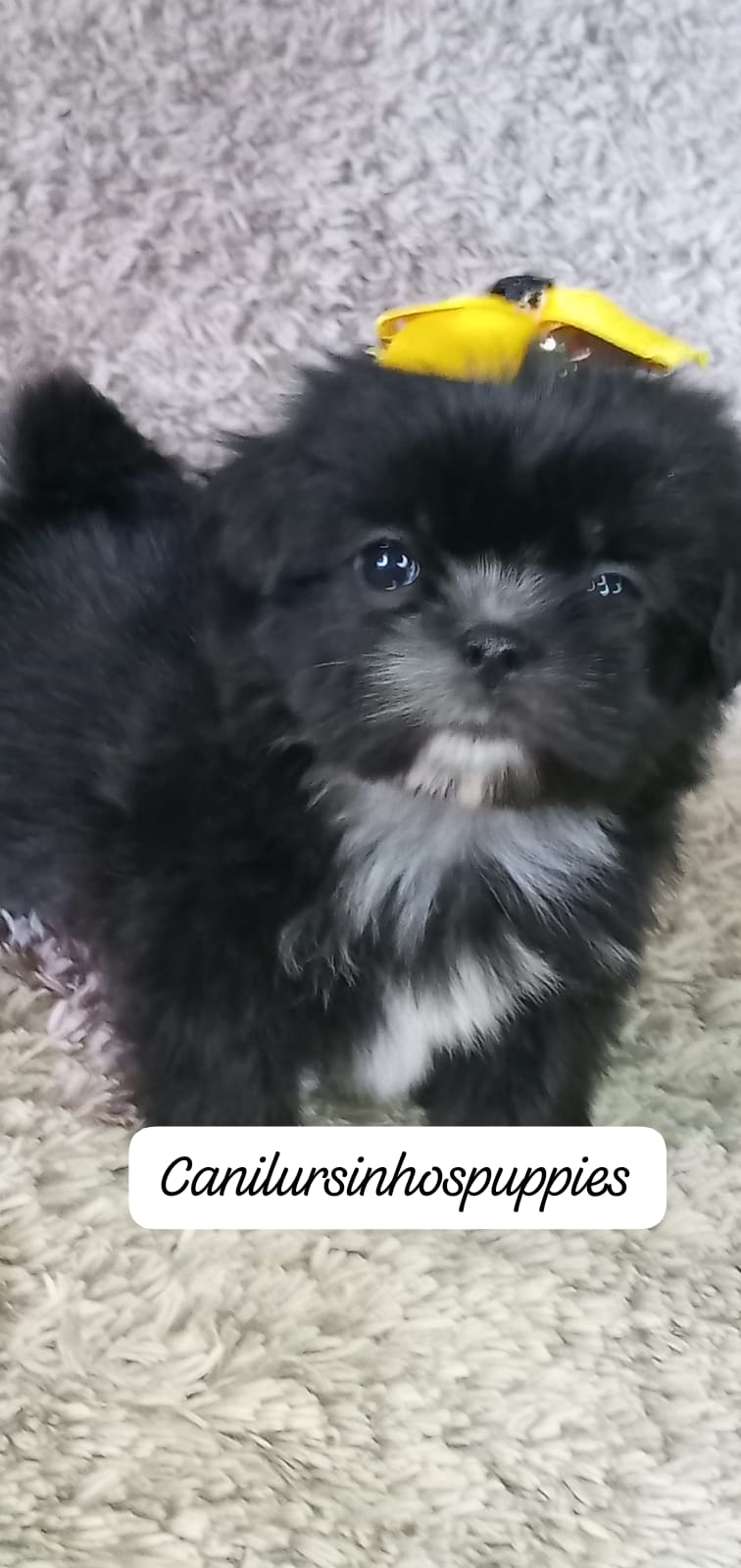 lhasa apso lindos bebes pronta entrega #canilursinhospuppies  - Foto 4