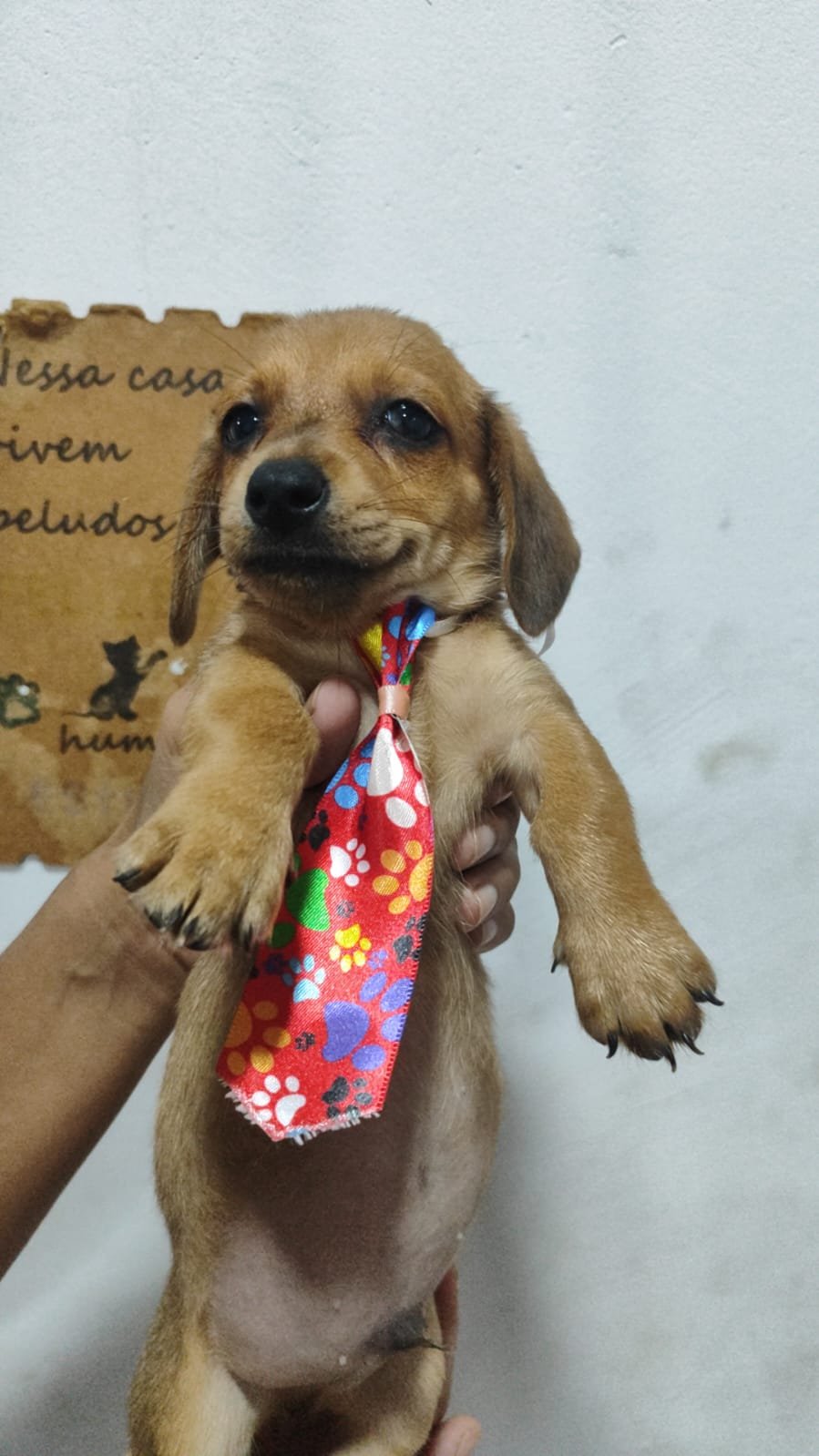 Dachshund - Foto 3