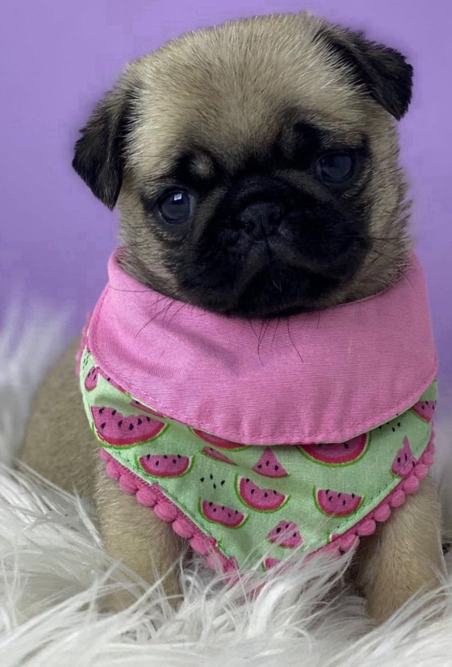 Vendo Filhote Pug com Pedigree