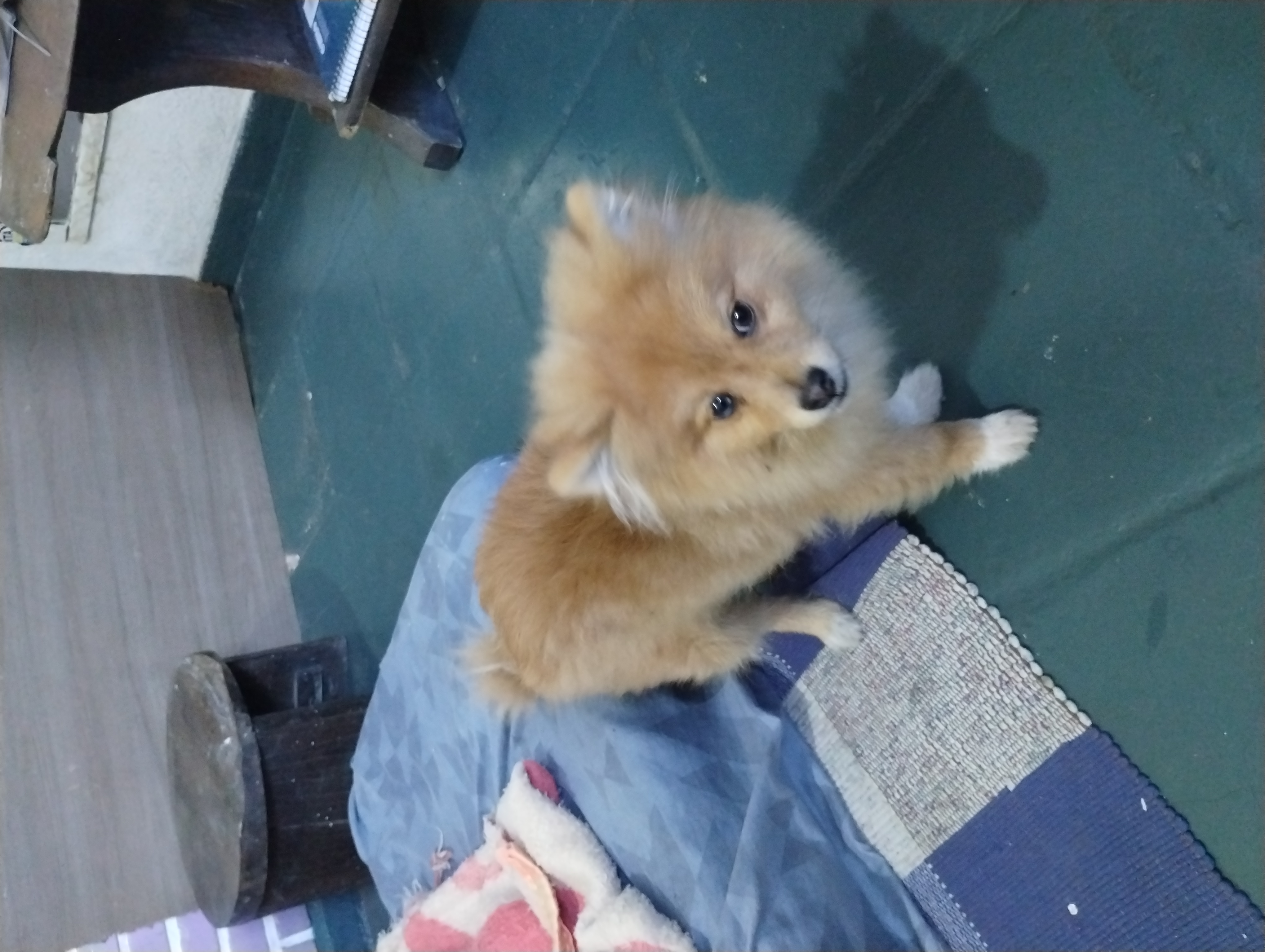 Portal Vendocão Vendo Spitz alemão ainda é novinho ele tem 4 meses vou viajar infelizmente não posso ficar com ele comprei faz pouco tempo no Embu é um cachorro dócil amigo e amoroso Sp
