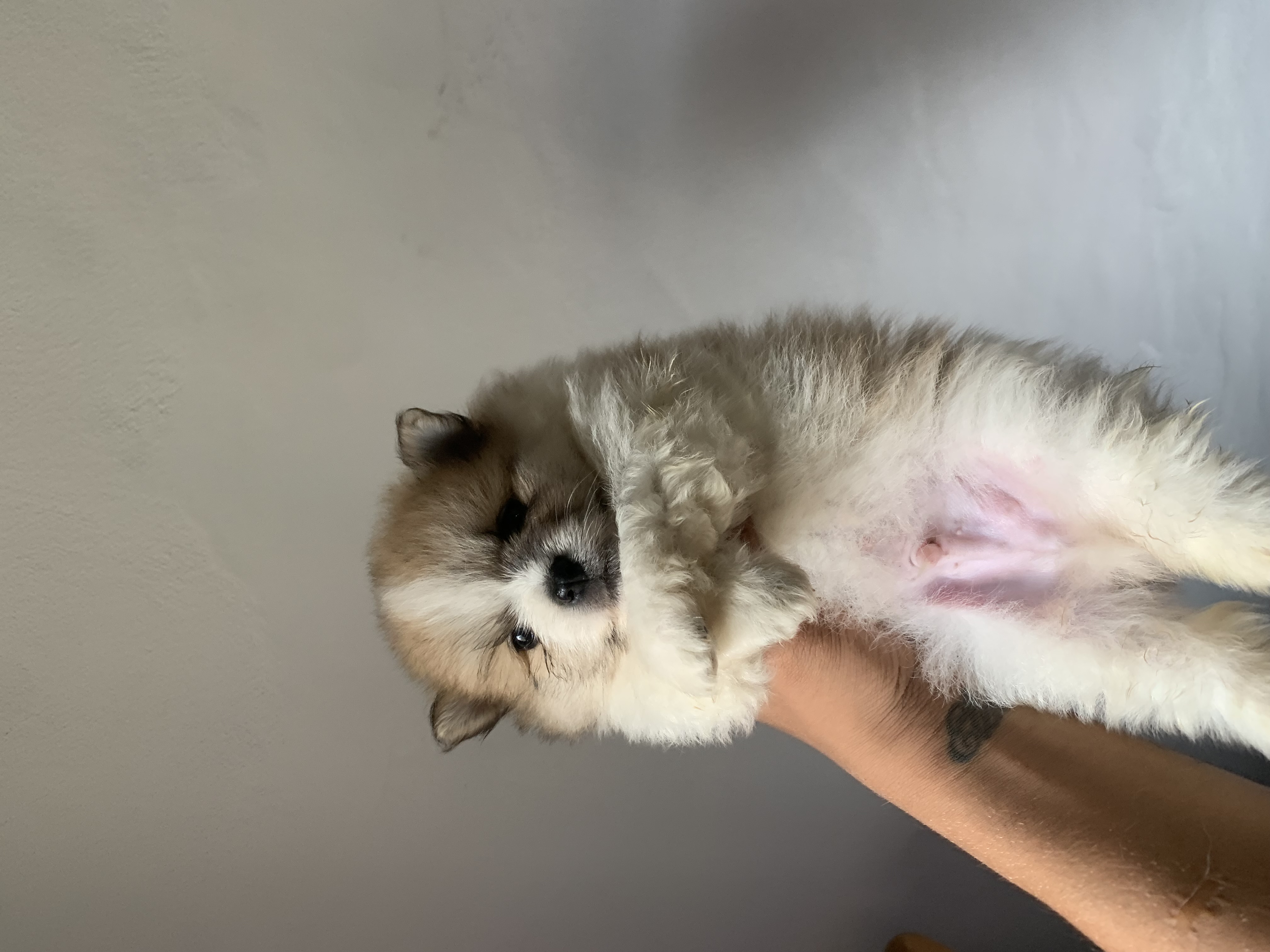 Filhotes de Lulu da Pomerania mini  - Foto 2
