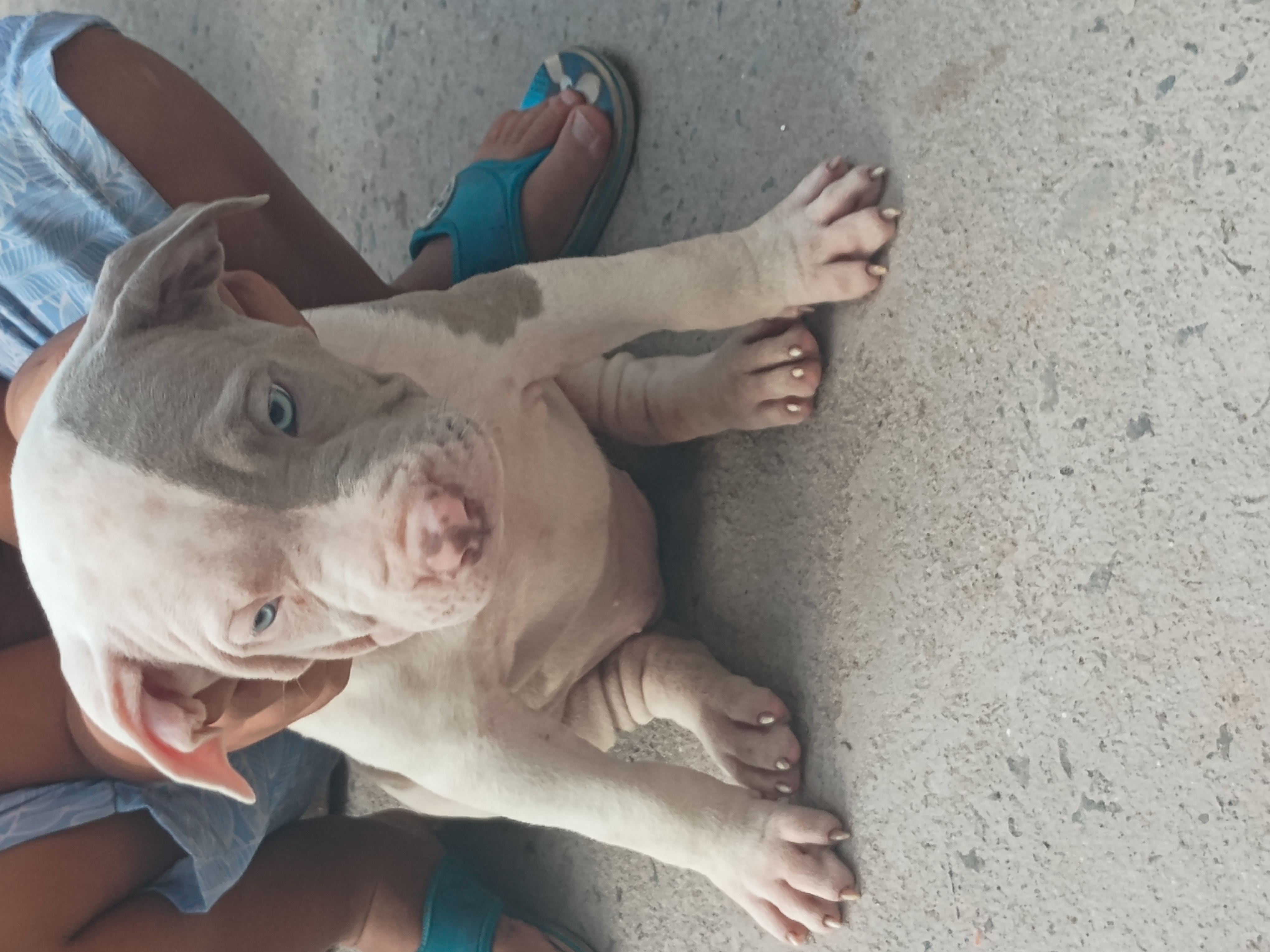Vendo Bully com monster  - Foto 1