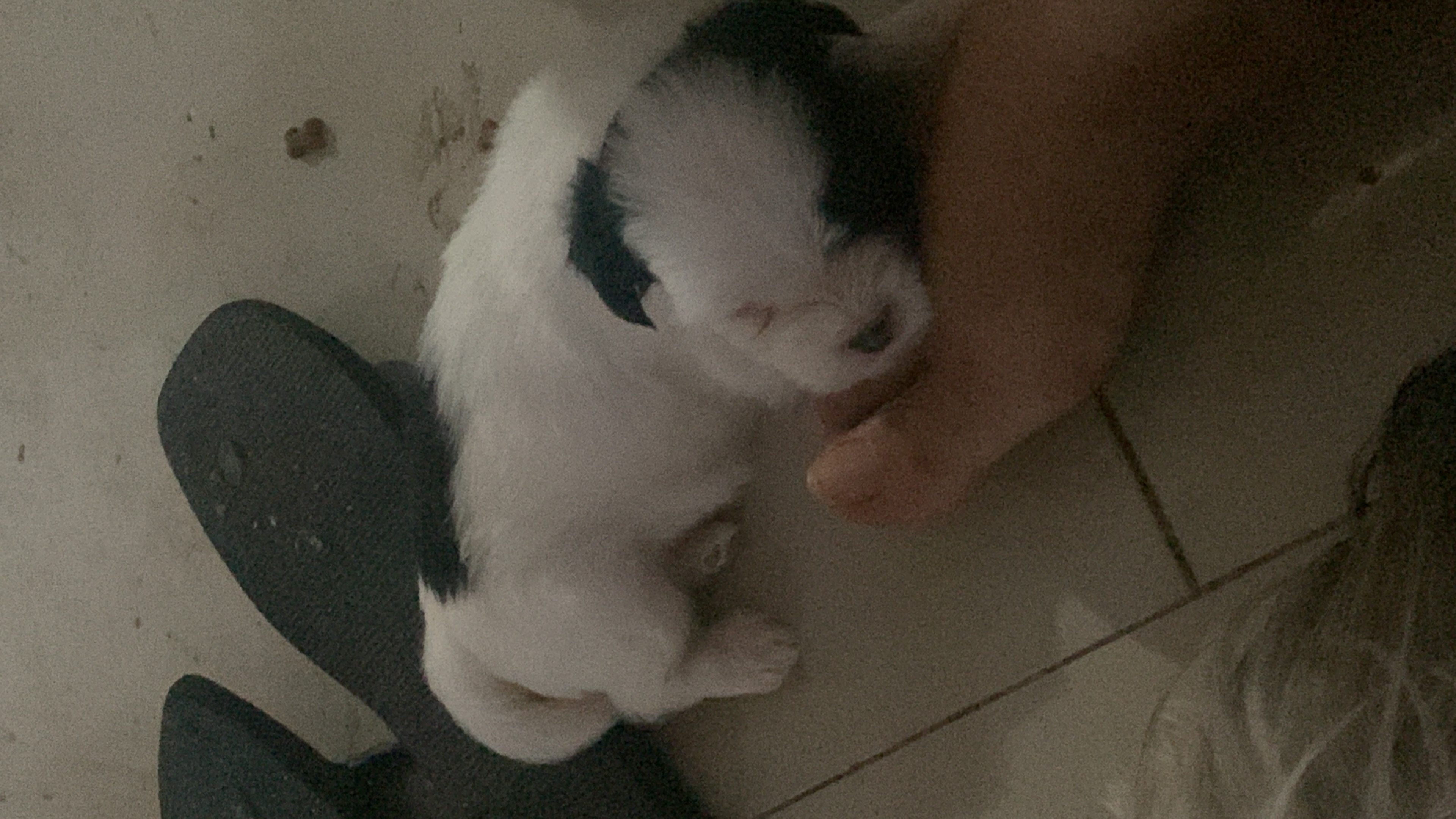 Portal Vendocão CADELINHA FÊMEA SHIH TZU Montes Claros