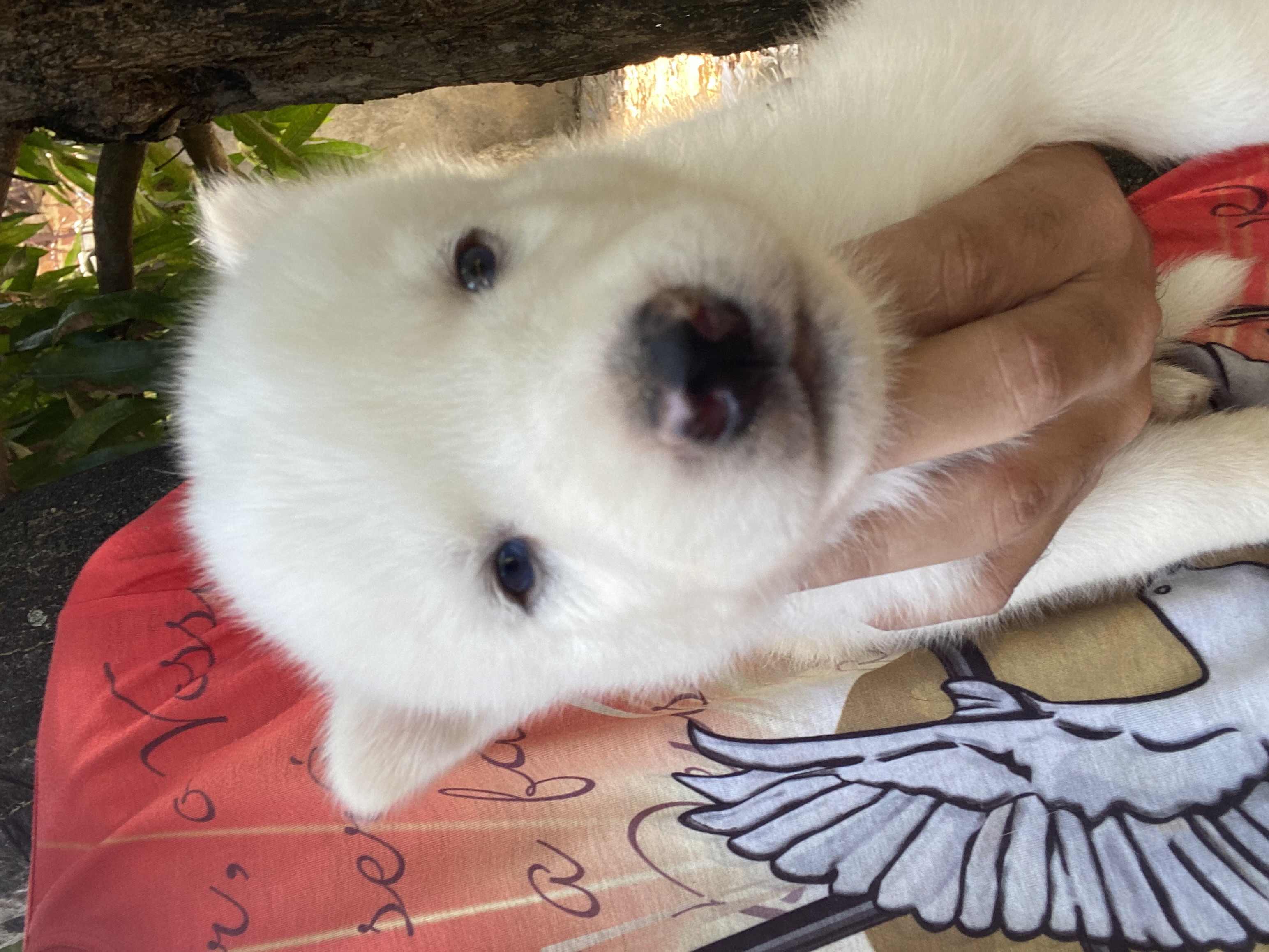 Portal Vendocão Husky Siberiano Filhotes Maceió 