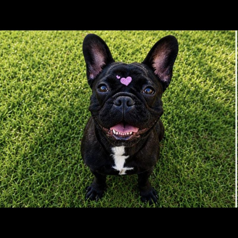 Vendo uma linda buldog 9 meses