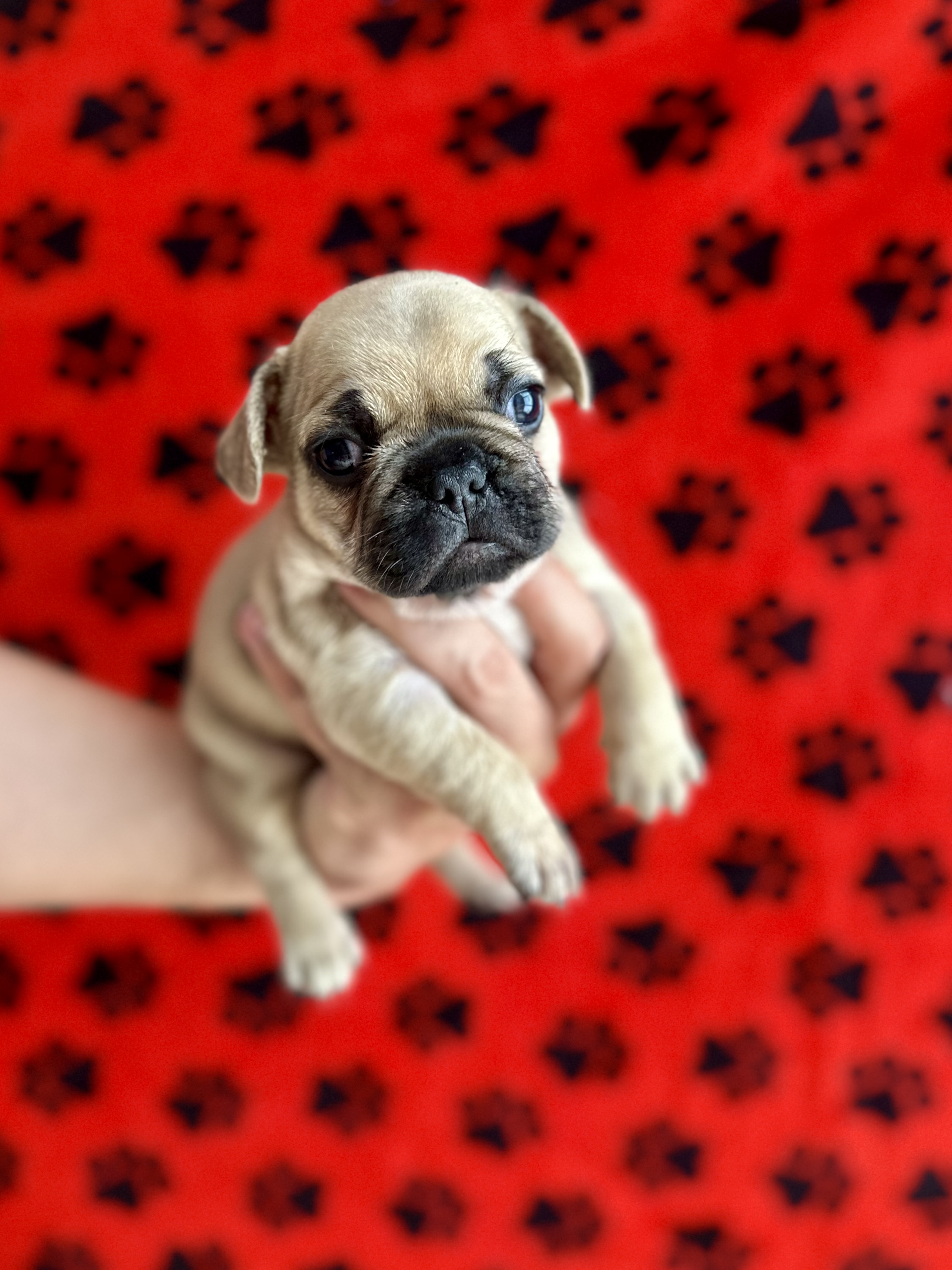 Buldogue francês Fêmeas - Foto 2