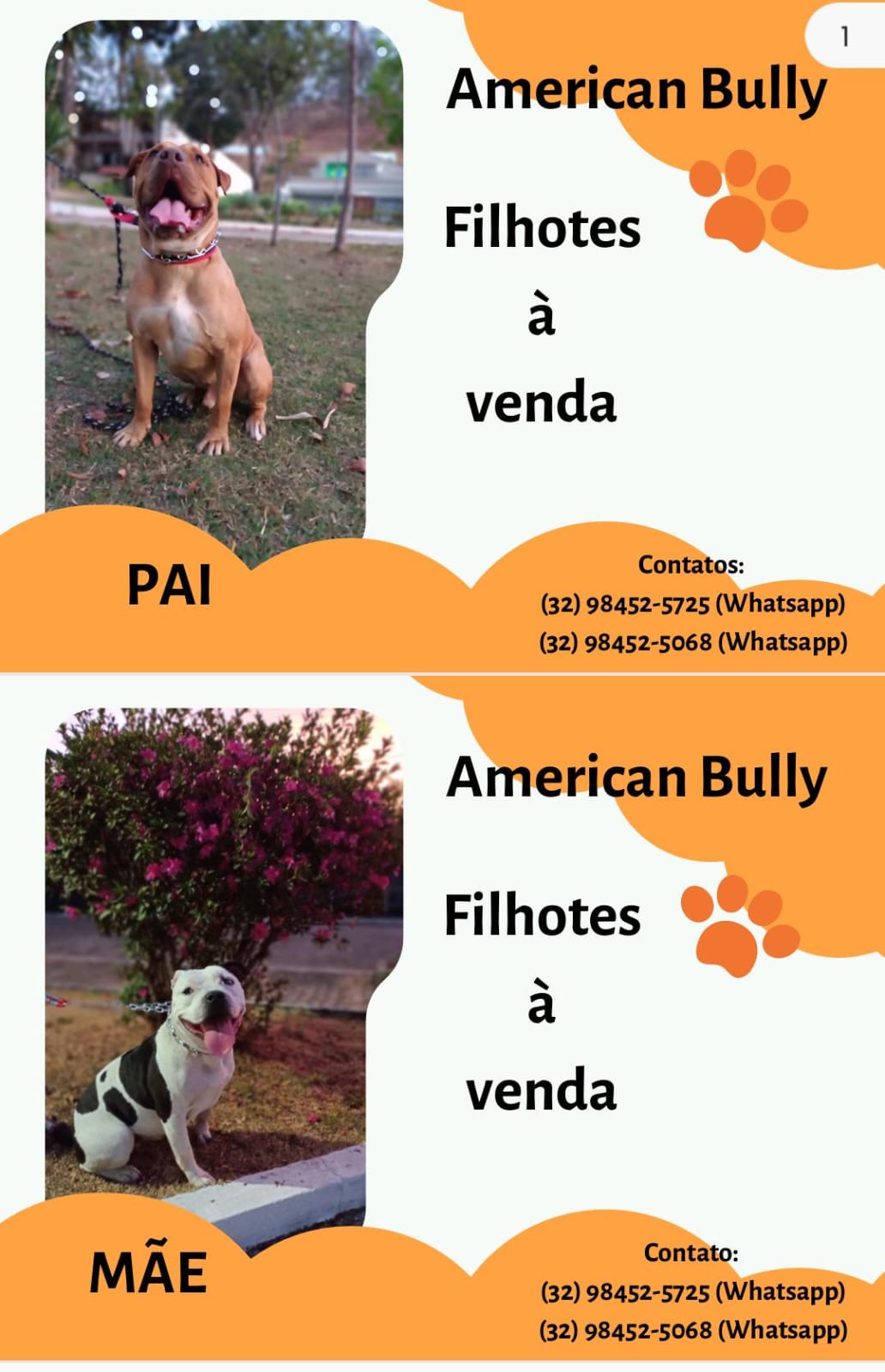 Portal Vendocão Filhotes de American Bully  Juiz de fora 