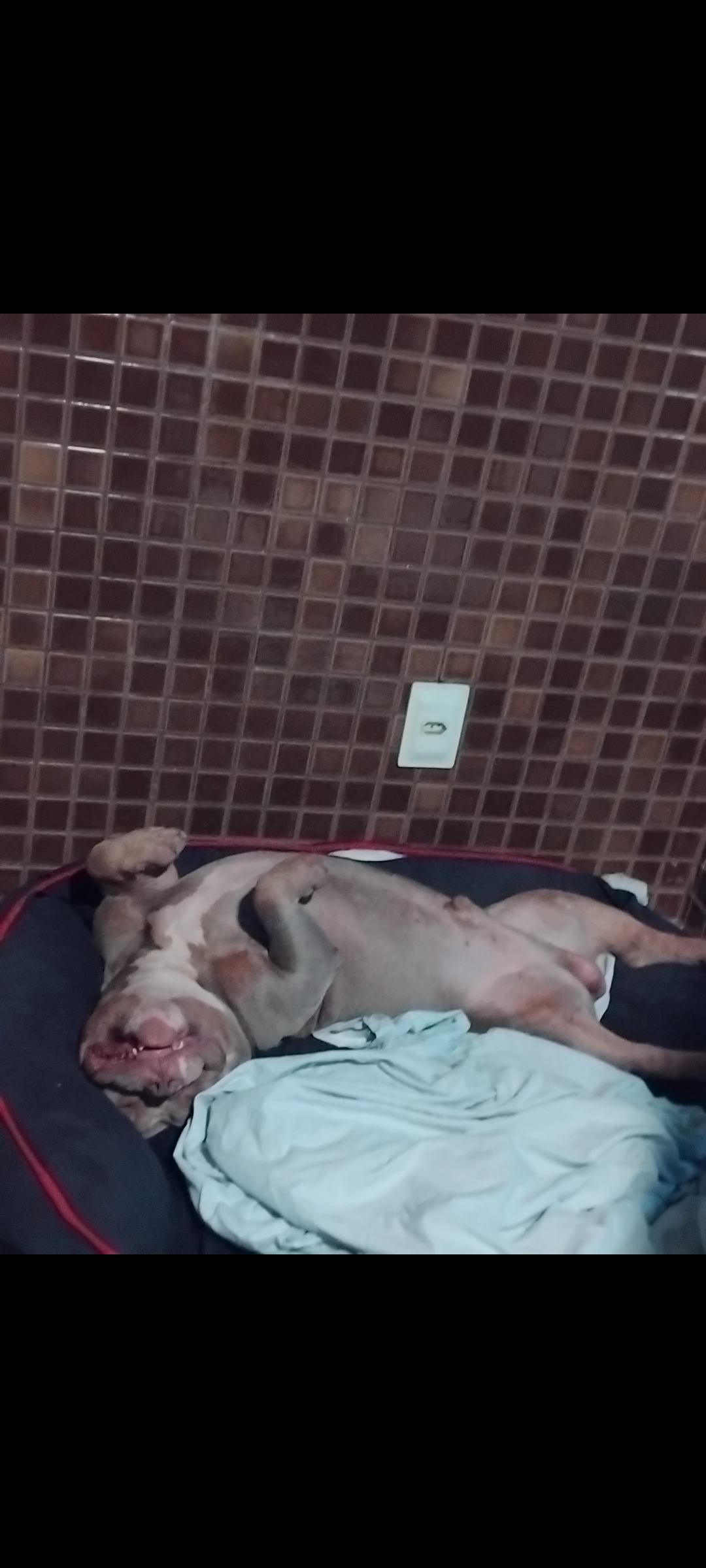 Portal Vendocão American bully super dócil  Maceió