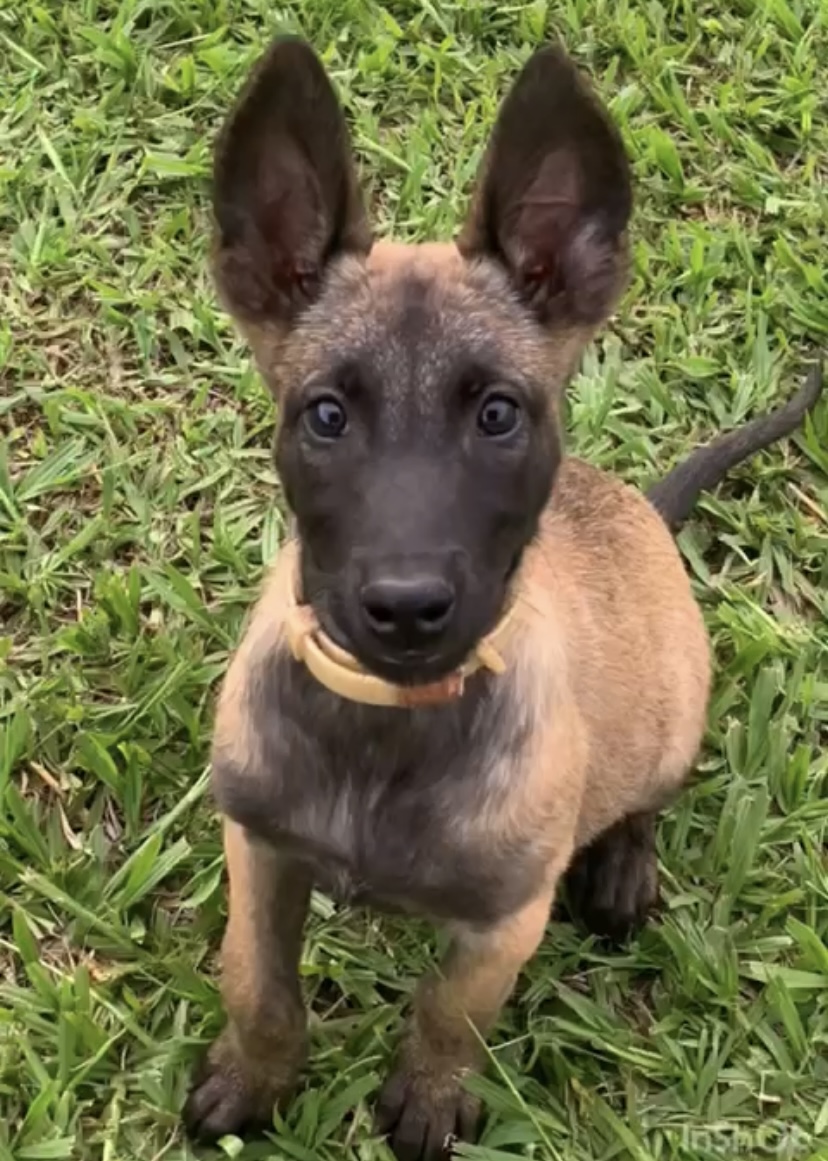Portal Vendocão Filhotes de Pastor Belga Malinois  Igarapé 
