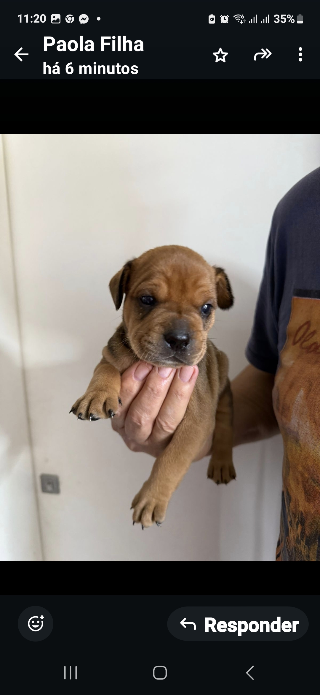 Portal Vendocão Filhote de American Bully Balneário Camboriú 