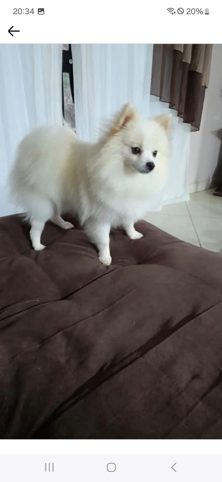 Portal Vendocão Filhote Spitz Alemão Lulu da Pomerânia Brusque