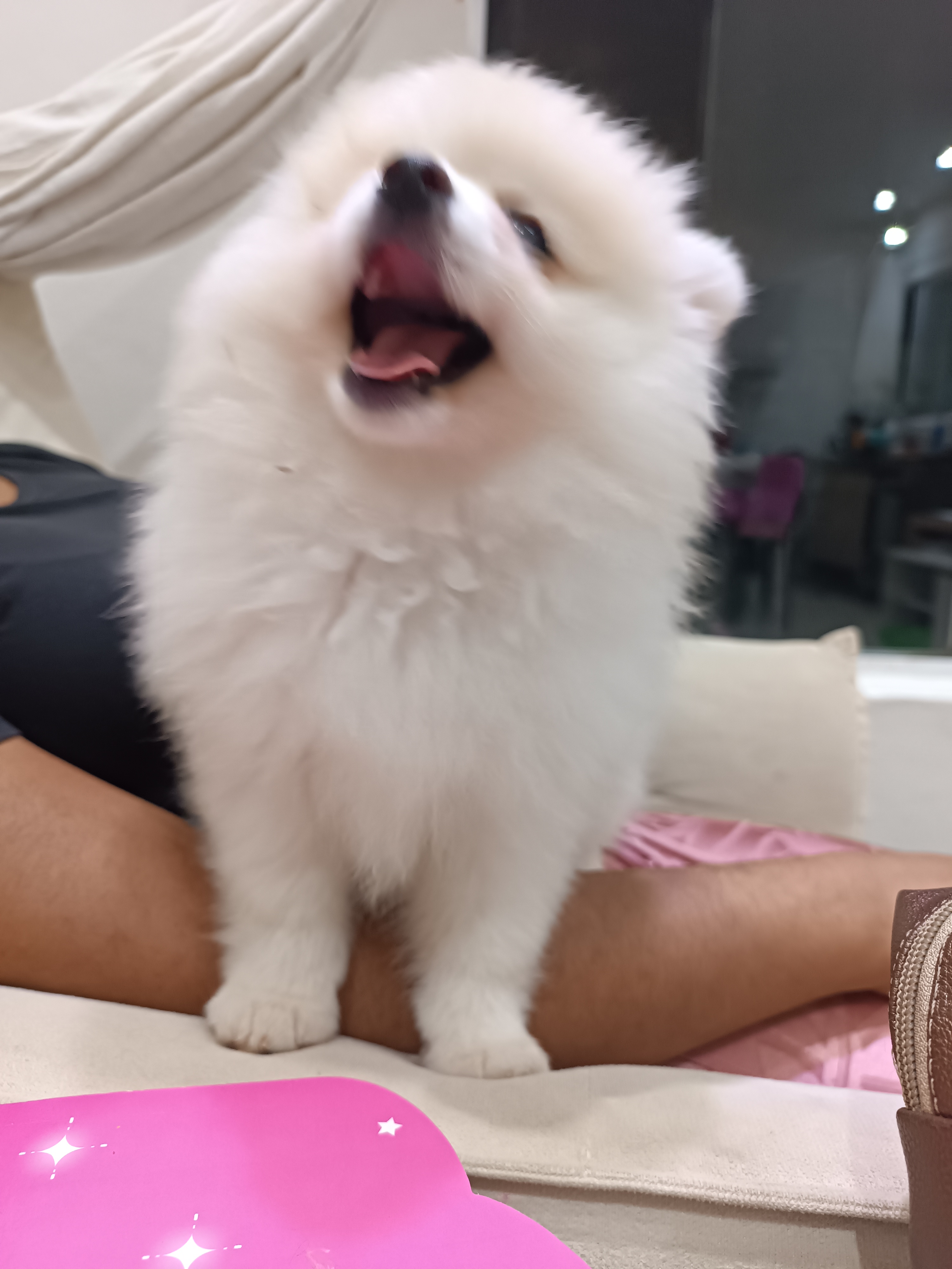 Filhote  macho de Lulu da Pomerânia Raça Pura 90 dias. 2 vacinas  - Foto 5