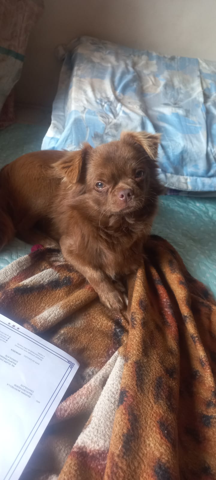 Portal Vendocão Vendo filhote de chihuahua pelo longo com pedigree cbkc chocolate Macho  Juiz de fora 