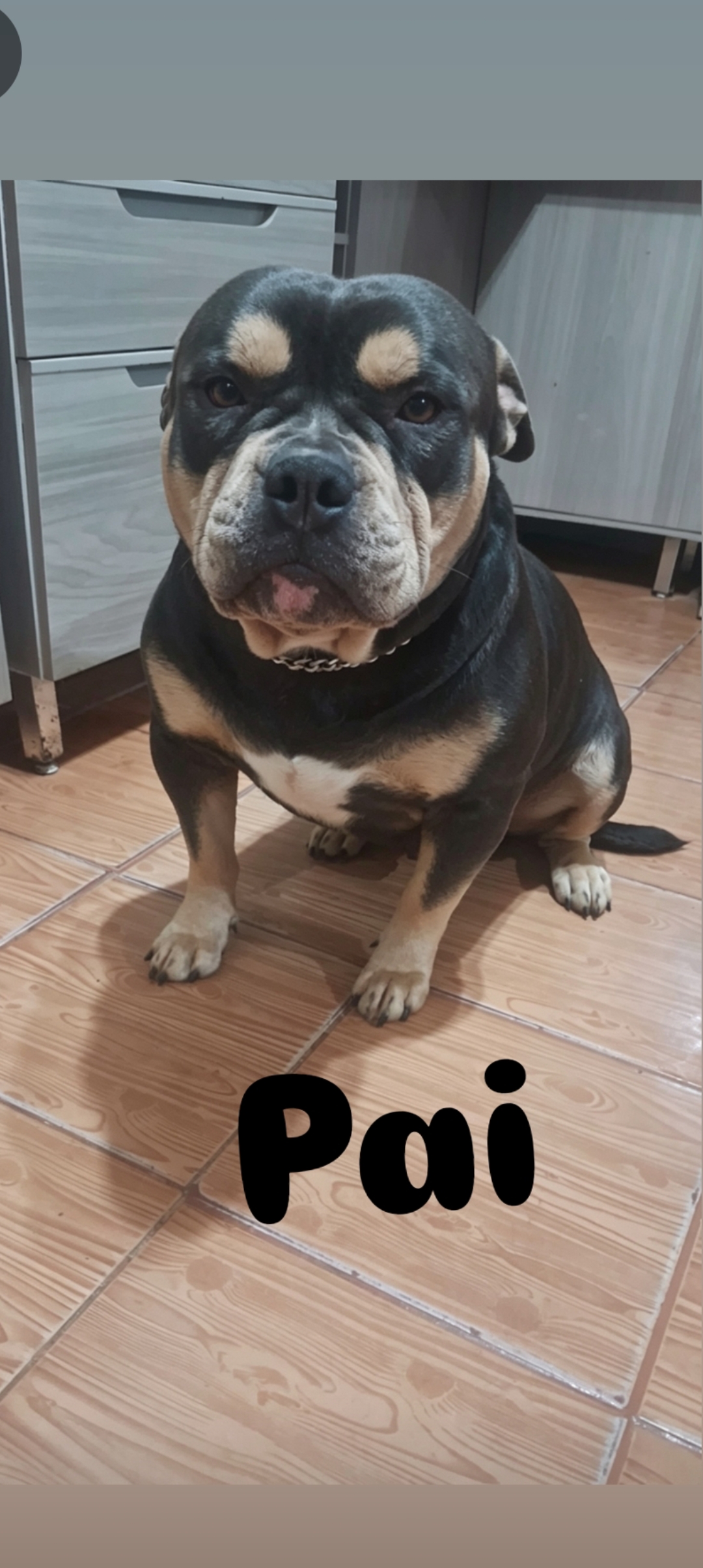 American bully filhotes - Foto 4