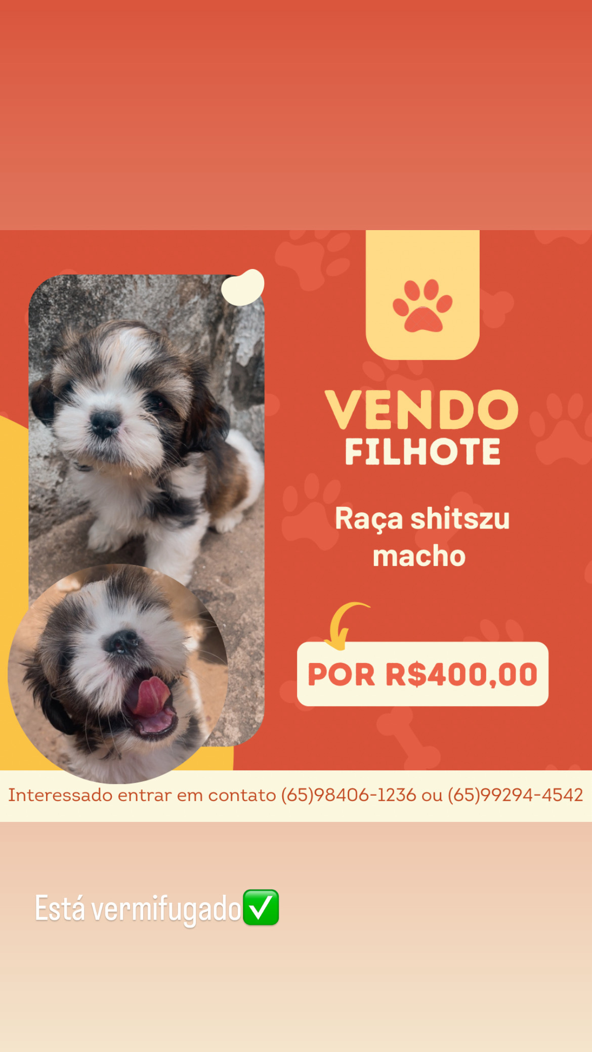 Vendo cachorro da raça shih tzu - Foto 1