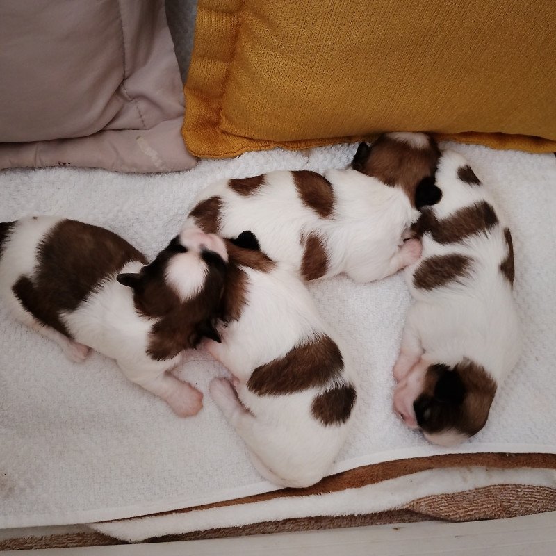 Shih Tzu puro a venda