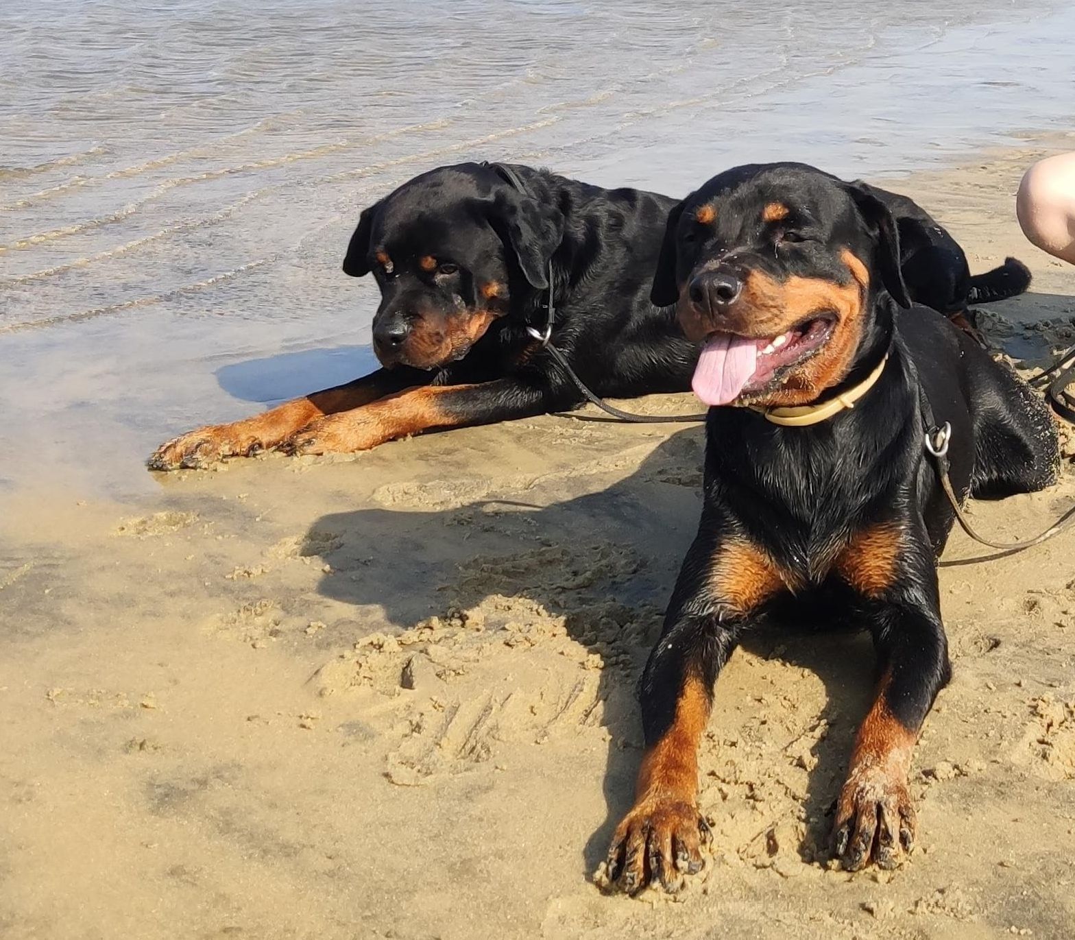 Portal Vendocão Filhotes de rottweiler  Fortaleza 