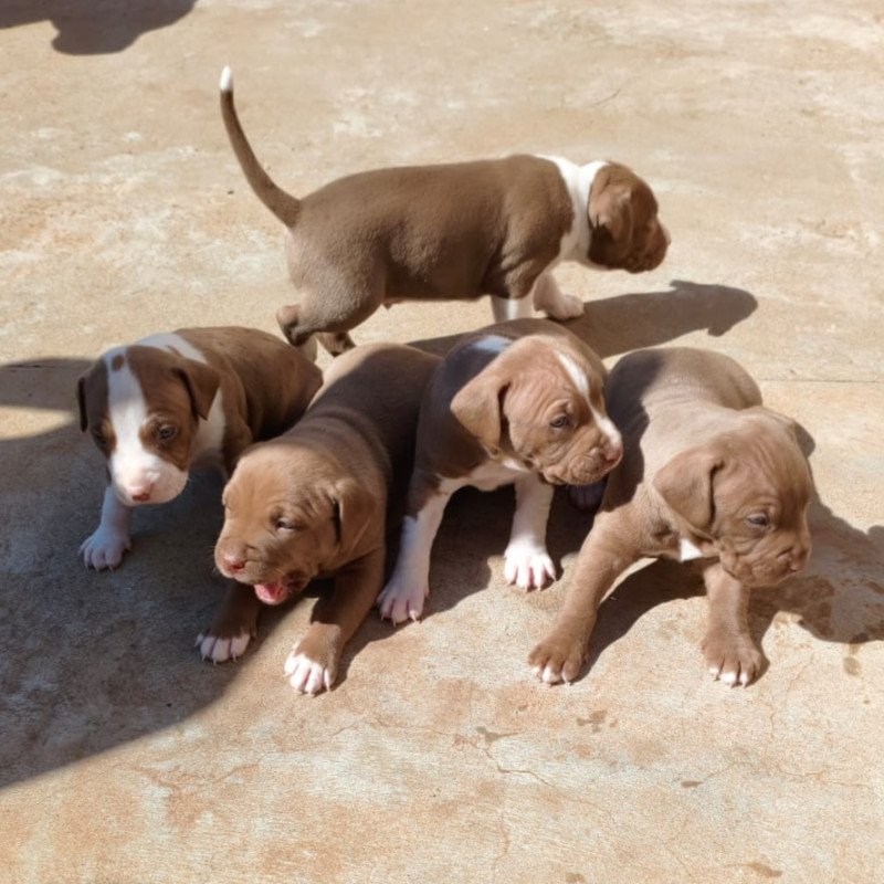 Filhotes de Pitbull - Foto 3