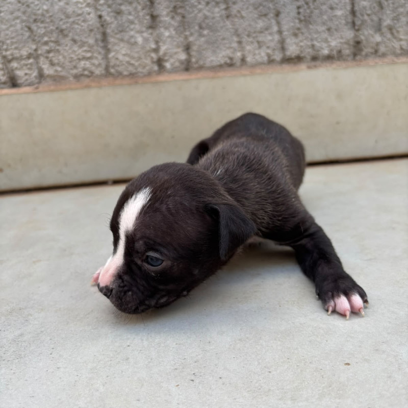 Lindos Filhotes de Pitbull - Foto 5