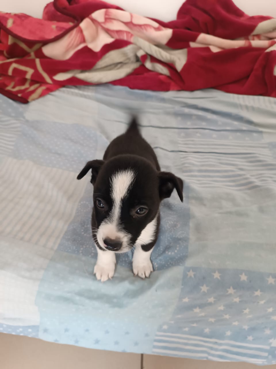 Portal Vendocão Filhote de border collie Ipatinga