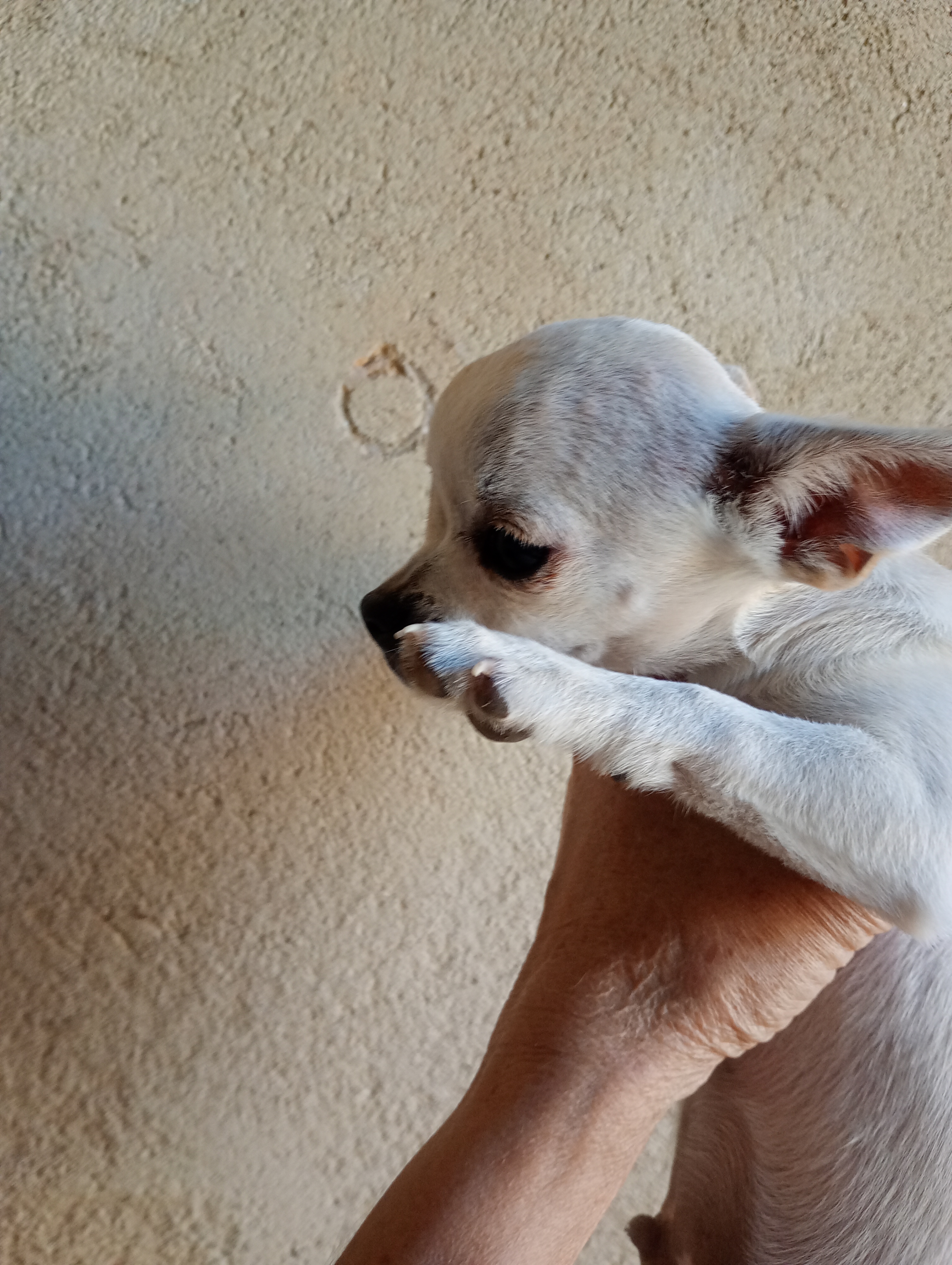 Portal Vendocão Lindos chihuahuas  Seropédica