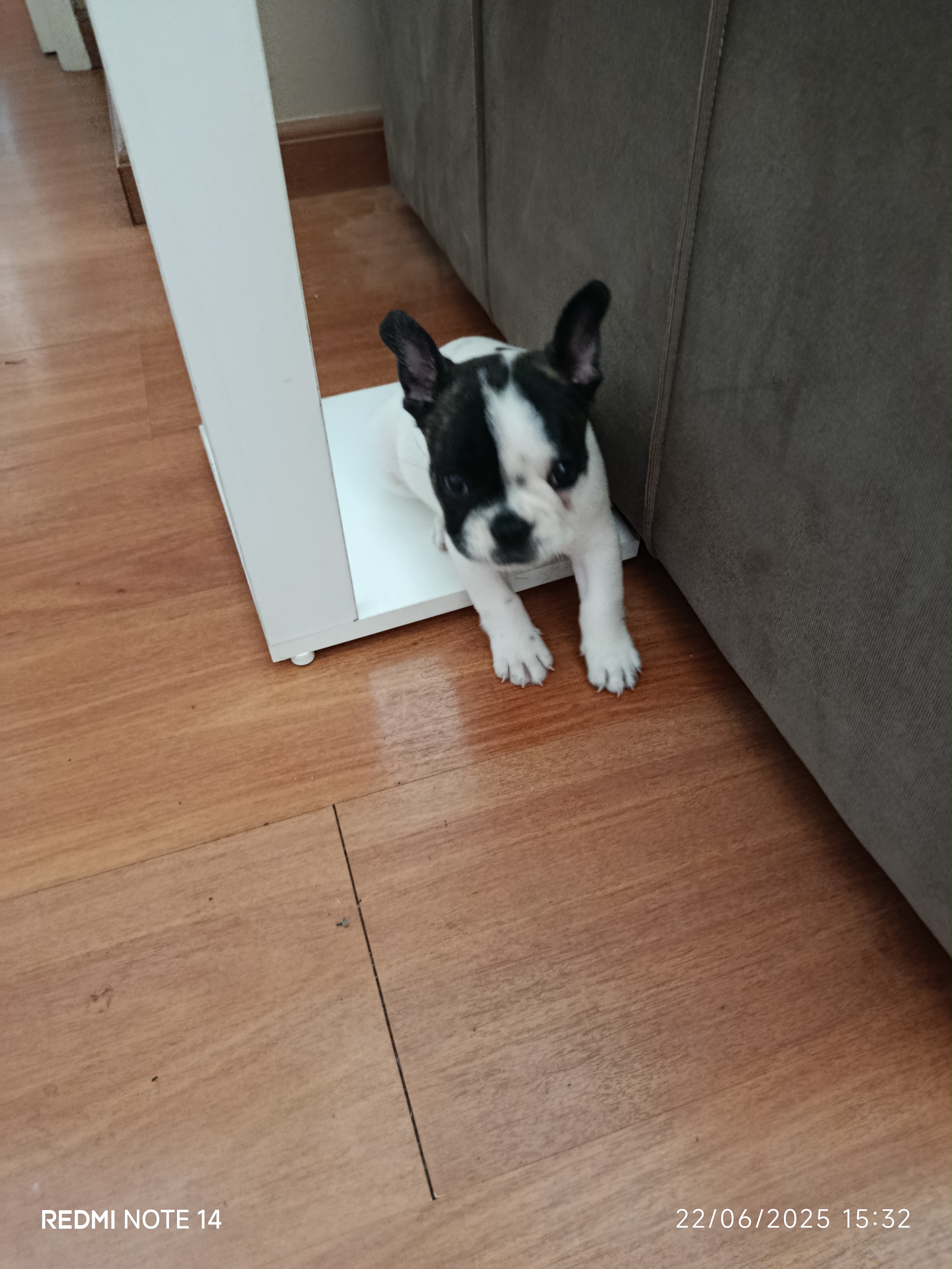 Portal Vendocão Vendo Buldog fêmea mini 40 dias  BELO HORIZONTE