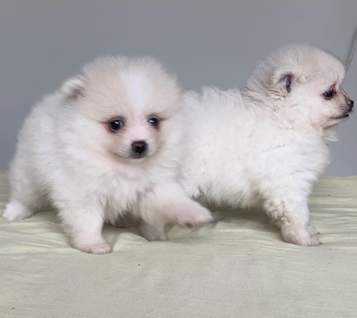 Lulu da pomerania - Foto 1